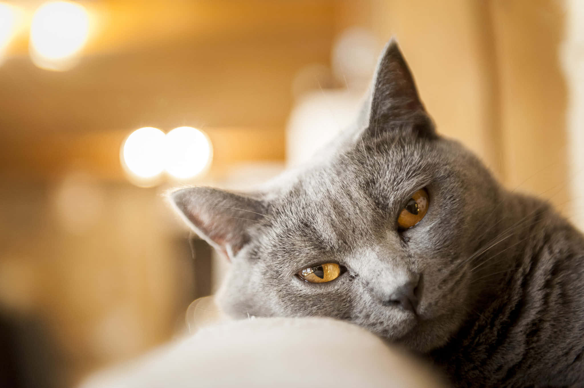 Chartreux 桌布 壁紙 — 一隻灰色貓咪的特寫，擁有引人注目的琥珀色眼睛，在溫暖模糊的背景前專注地凝視。