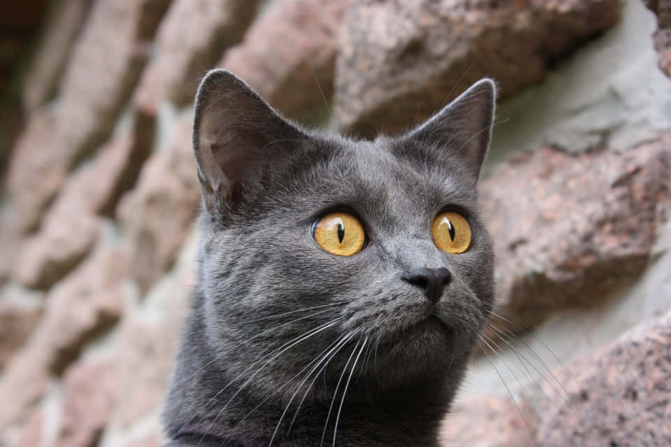 Chartreux 桌布 壁紙 — 一隻灰色貓咪的特寫，擁有引人注目的金色眼睛，在模糊的石牆背景下向上凝視。