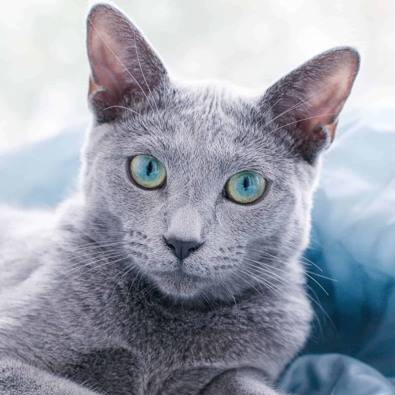 grey cat 桌布 壁紙 — 一隻灰色貓咪的特寫，擁有引人注目的綠色眼睛，在柔和的模糊背景下直視鏡頭。