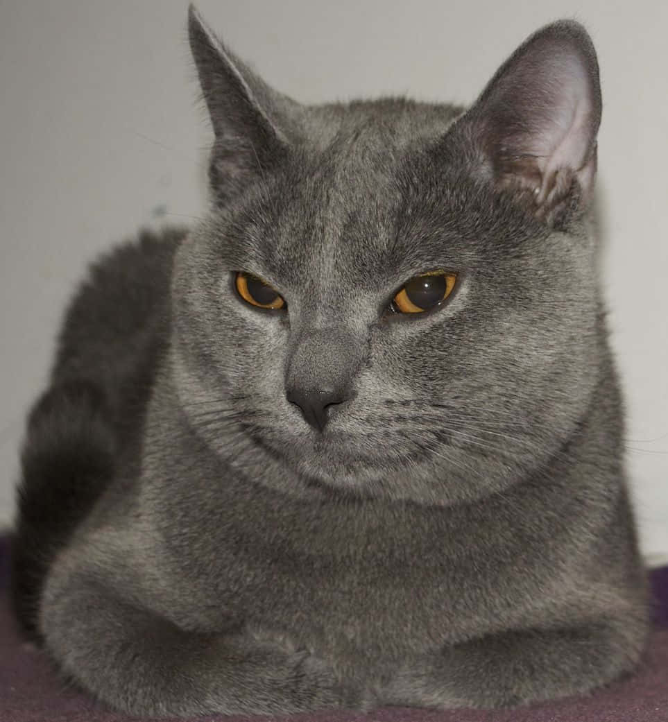 Chartreux 桌布 壁紙 — 一隻灰色貓咪的特寫，擁有引人注目的琥珀色眼睛，在純色背景下專注地凝視著相機。