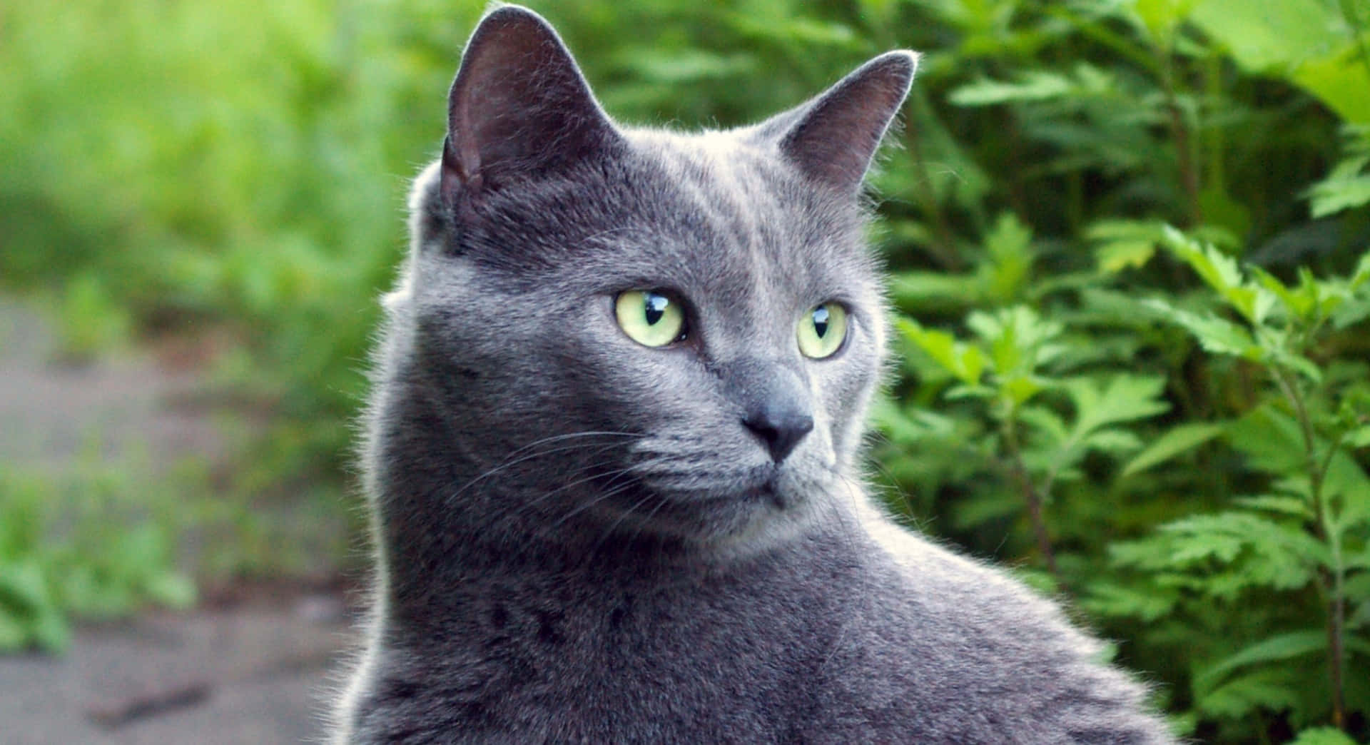 grey cat 桌布 壁紙 — 一隻灰色貓咪的特寫，擁有引人注目的綠色眼睛，在模糊的綠色樹葉背景下專注地凝視。