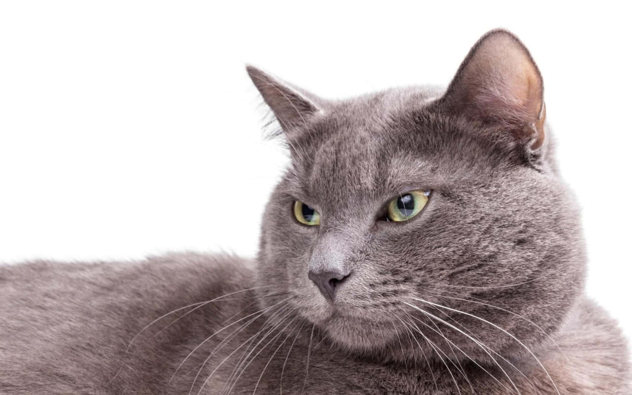 Burmese Cat 桌布 壁紙 — 一隻灰色貓咪的特寫，擁有引人注目的綠色眼睛，在純白背景下專注凝視。