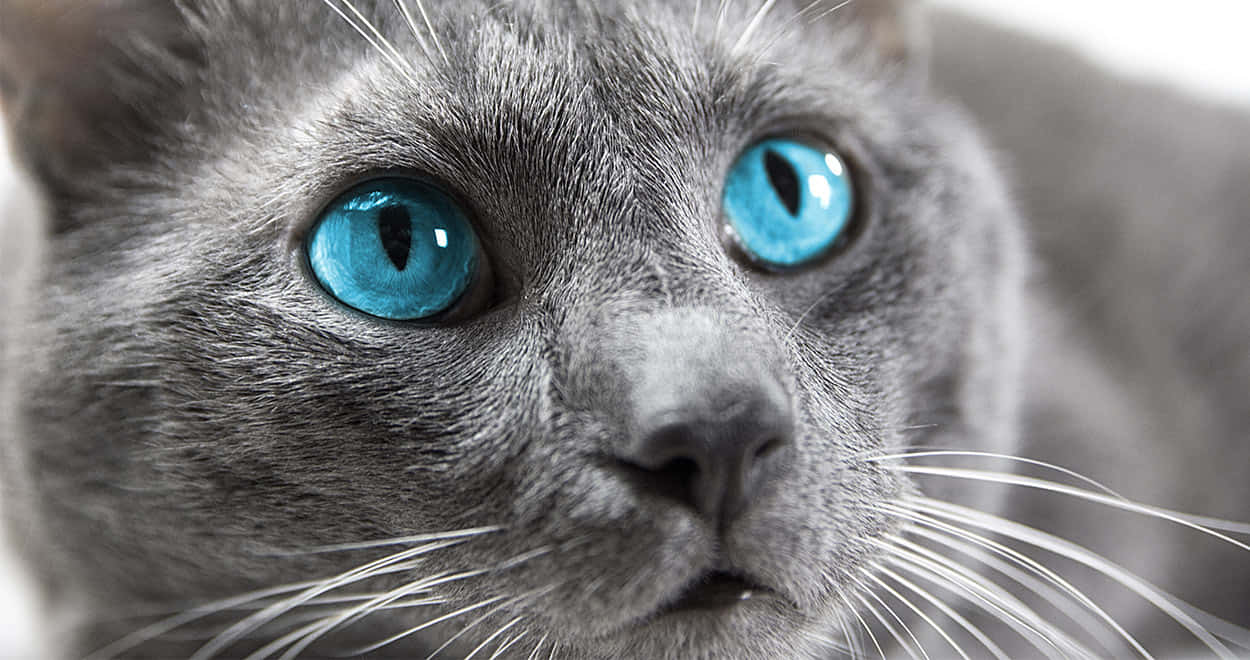 Ojos Azules Cat 桌布 壁紙 — 一隻灰色貓咪的特寫，擁有引人注目的明亮藍色眼睛，專注地向前凝視。