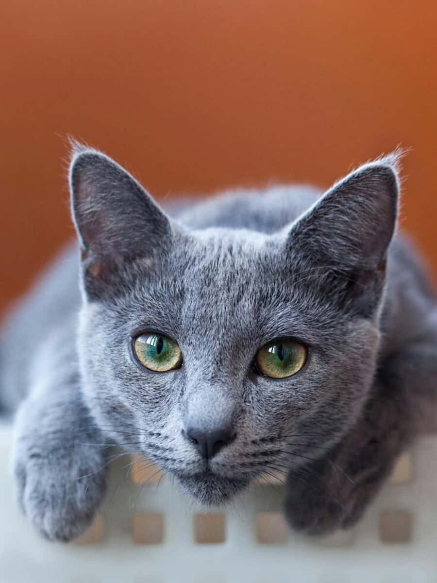 grey cat 桌布 壁紙 — 一隻灰色貓咪的特寫，擁有引人注目的綠色眼睛，在白色表面上對著溫暖的橙色背景專注地凝視。