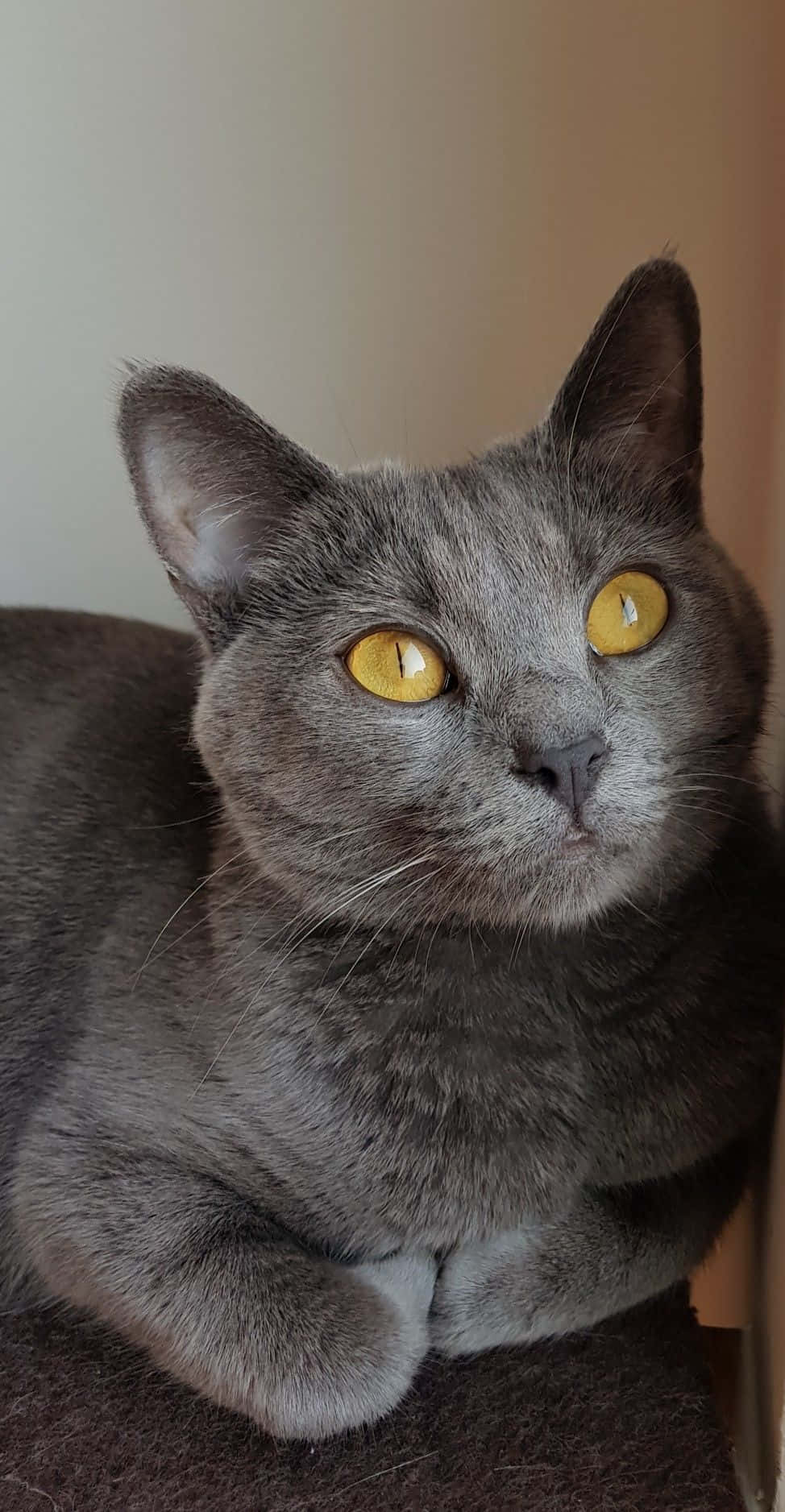 Chartreux 桌布 壁紙 — 一隻灰色貓咪的特寫，擁有引人注目的金色眼睛，直視鏡頭。