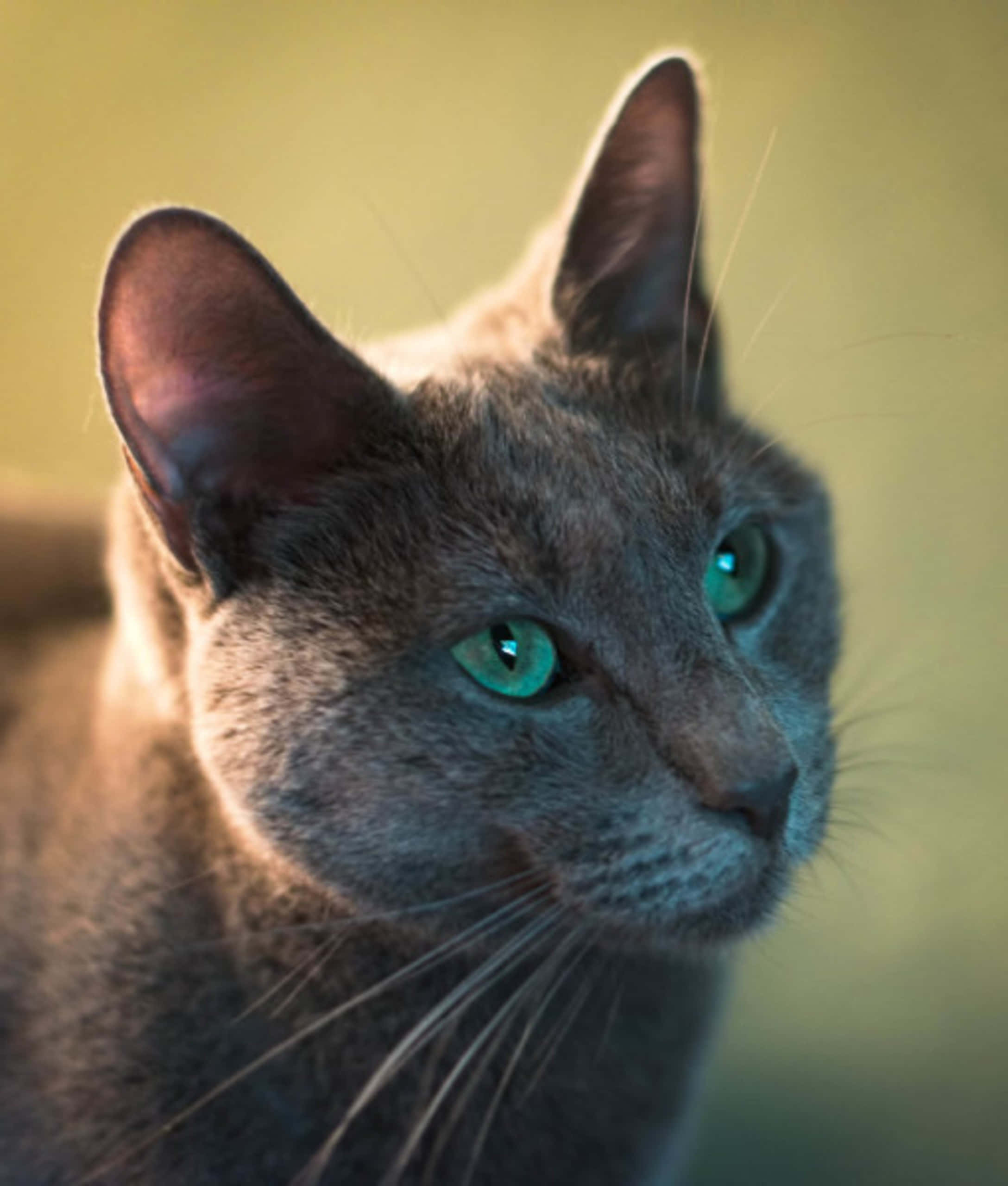 Russian Blue Cat 桌布 壁紙 — 一隻灰色貓咪的特寫，擁有引人注目的綠色眼睛，在柔和模糊的背景前專注地凝視。