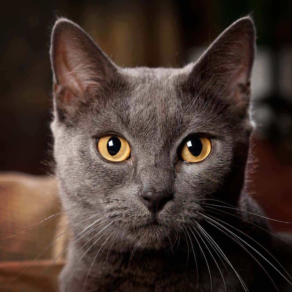 Chartreux 桌布 壁紙 — 一隻灰色貓咪的特寫，牠有搶眼的金色眼睛，在模糊的室內背景下專注地看著鏡頭。