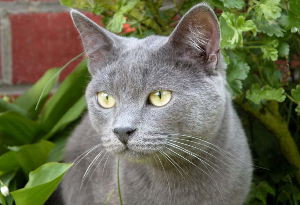 Chartreux 桌布 壁紙 — 一隻灰色貓咪的特寫，牠有明亮的黃色眼睛，在紅磚牆附近茂密的綠色樹葉之間偷看。