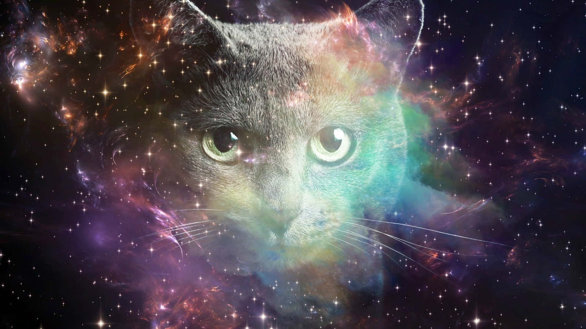 桌布 壁紙 — 一隻灰色貓咪的臉從充滿閃爍星星和旋轉紫色、橙色、藍綠色雲彩的鮮豔宇宙星雲中浮現。