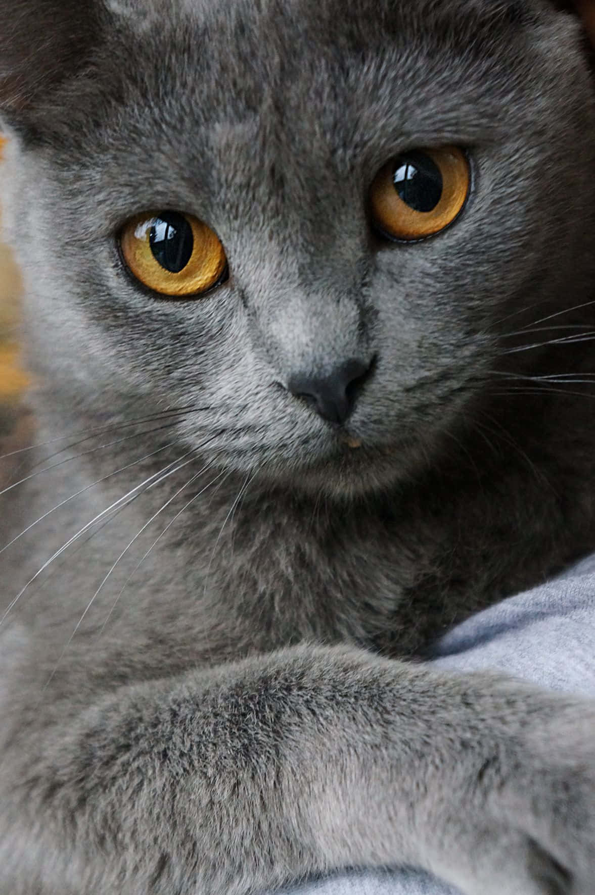 grey cat 桌布 壁紙 — 一隻灰色貓咪的近距離特寫，擁有引人注目的琥珀色眼睛，直視鏡頭。
