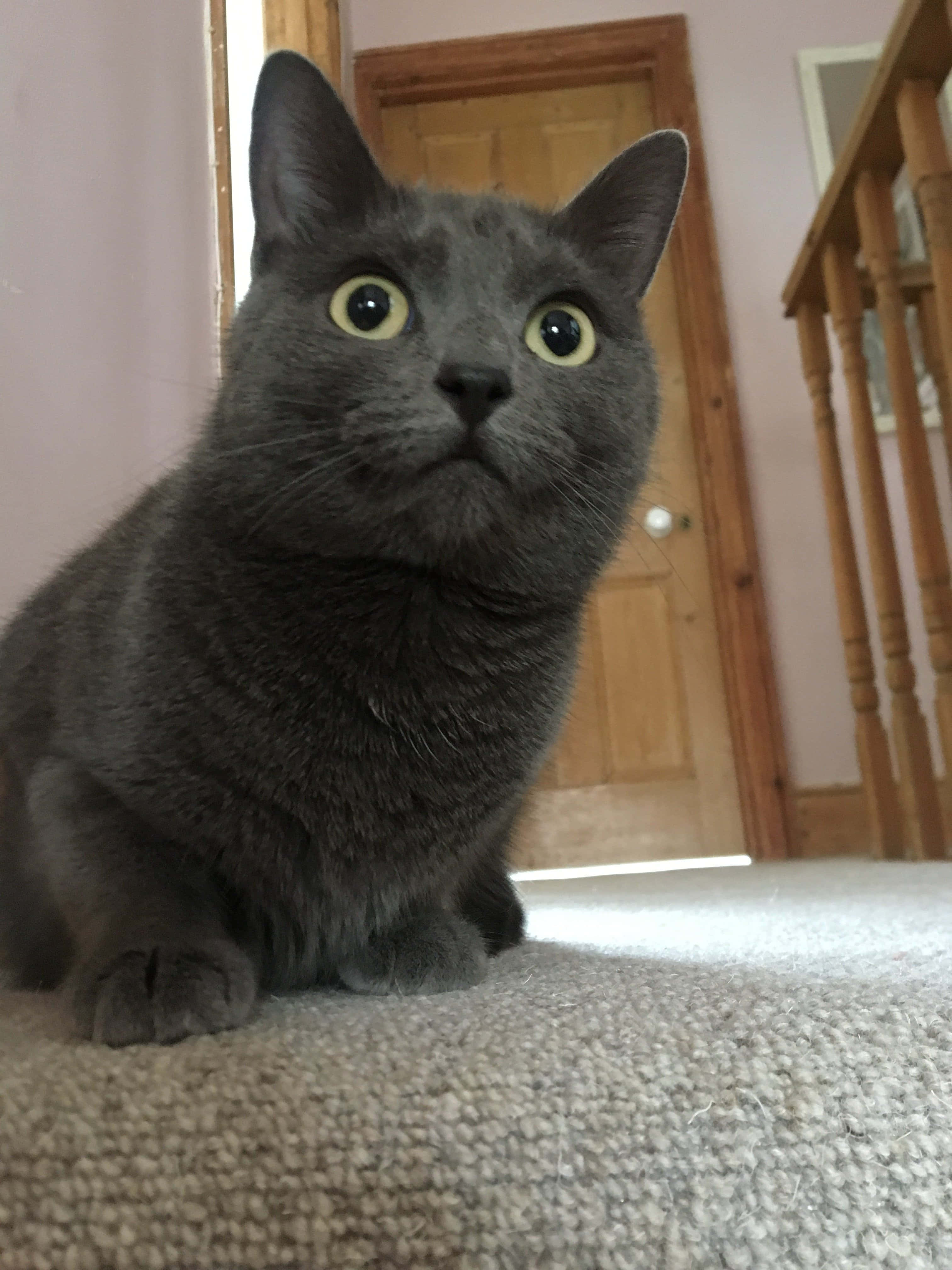 grey cat 桌布 壁紙 — 一隻灰色貓咪睜著黃色大眼睛，警覺地坐在室內米色地毯上，靠近木門和樓梯。