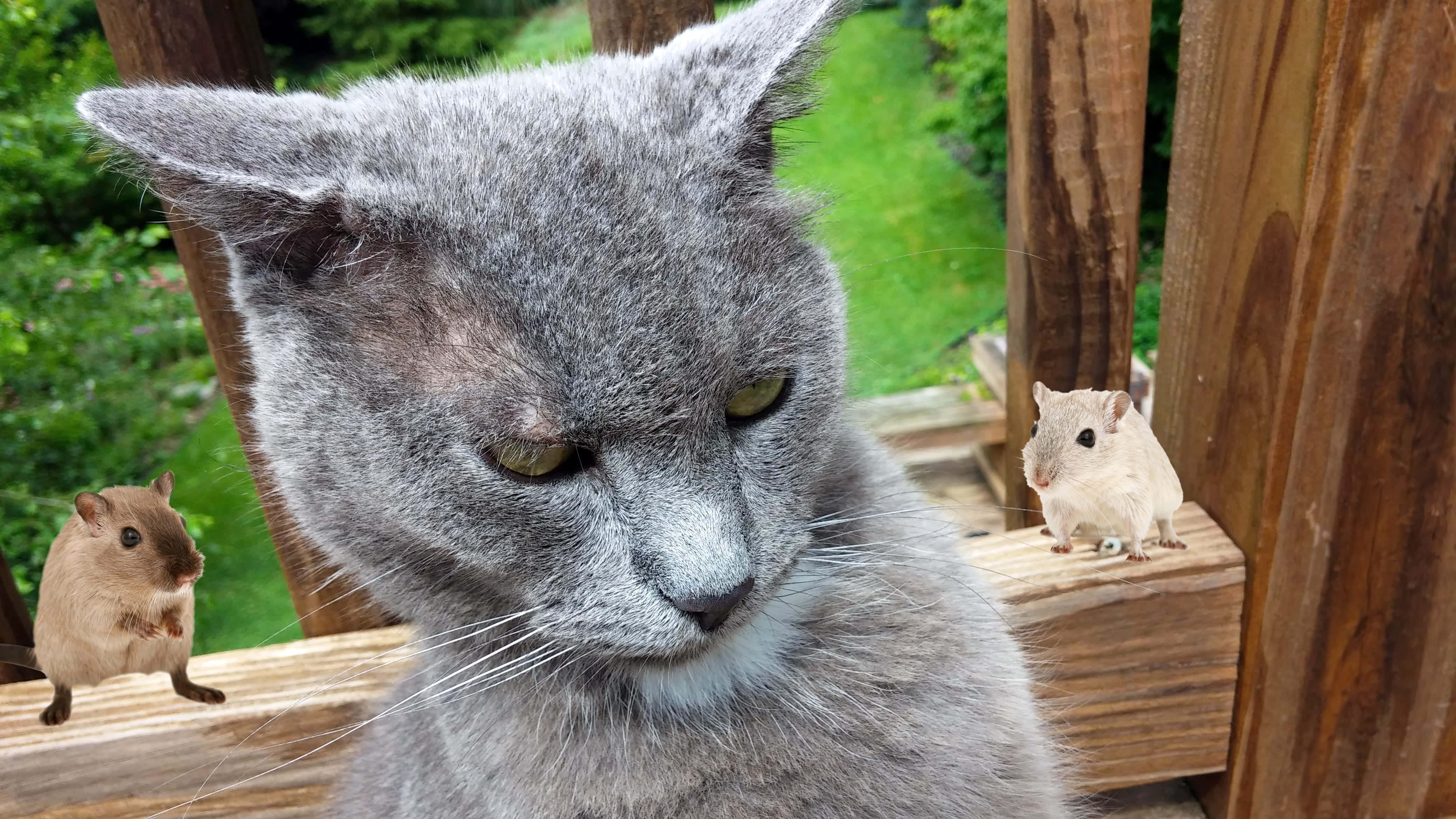 Grumpy Cat 桌布 壁紙 — 一隻灰色貓咪瞇著眼睛，專注地盯著兩隻棲息在戶外木階上的小齧齒動物。