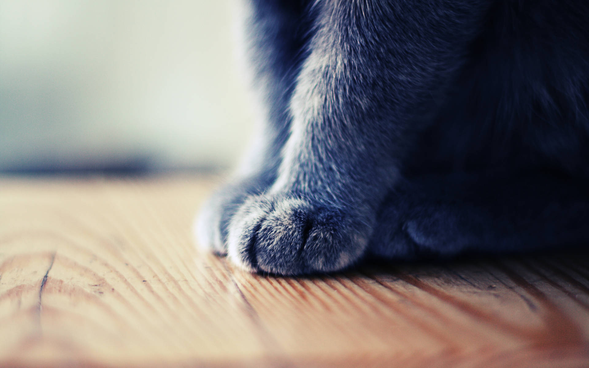 Cute Cat 桌布 壁紙 — 一隻灰色貓爪的特寫，放在溫暖的木地板上，帶有柔和淺景深。