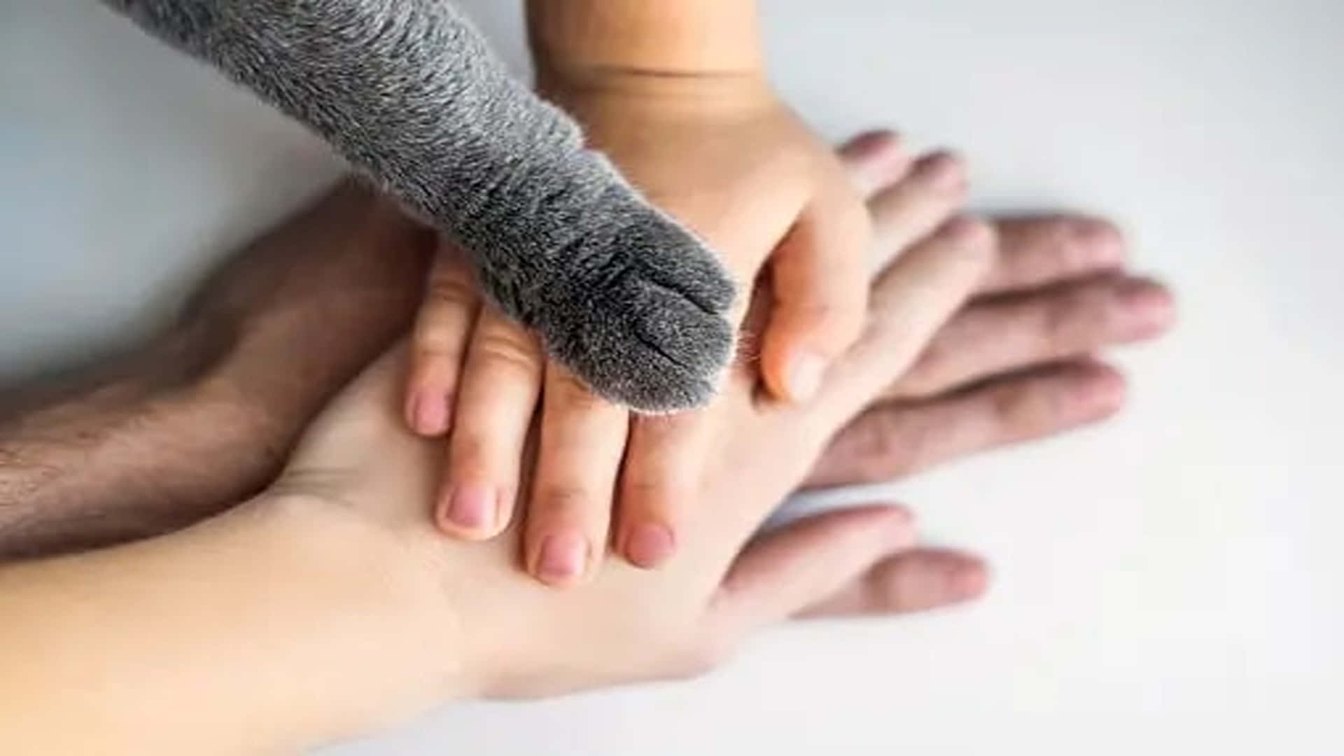 Eternal Life 桌布 壁紙 — 一隻灰色貓爪輕輕放在交織的人類手上，背景是柔和的白色。