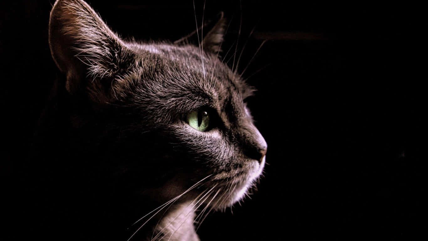 動物 桌布 壁紙 — 一隻灰色貓的側影在戲劇性的側光下發光，背景漆黑一片，其綠色眼睛銳利而警覺。