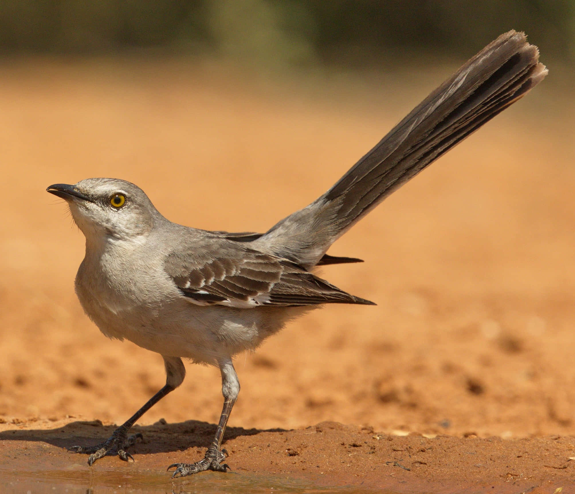 Mockingbird 桌布 壁紙 — 一隻灰色長尾嘲鶇警覺地站在紅褐色泥土上，其明亮的黃色眼睛捕捉到溫暖的陽光。