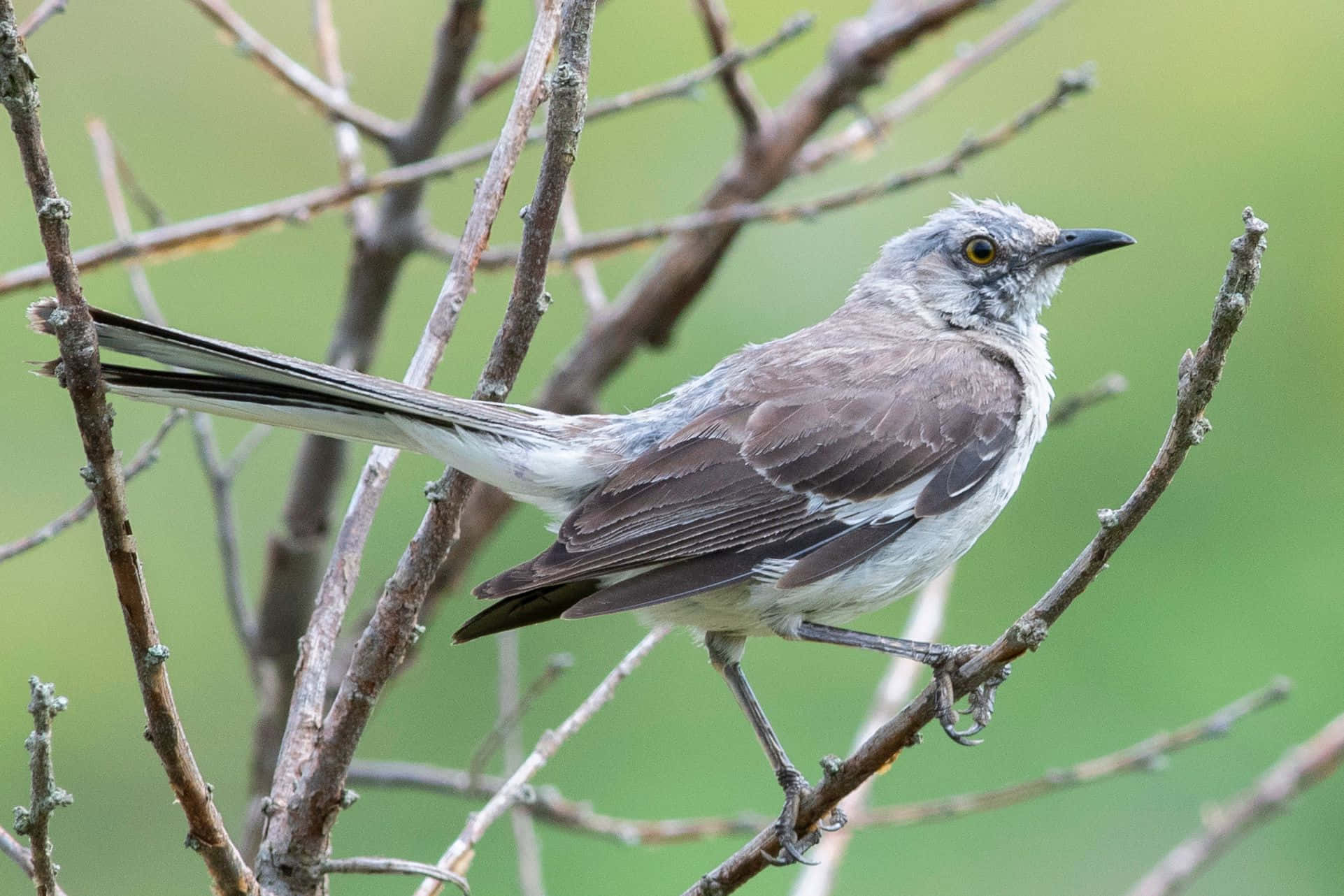 Mockingbird 桌布 壁紙 — 一隻灰色長尾鳥棲息在光禿禿的樹枝上，背景是柔和的綠色。