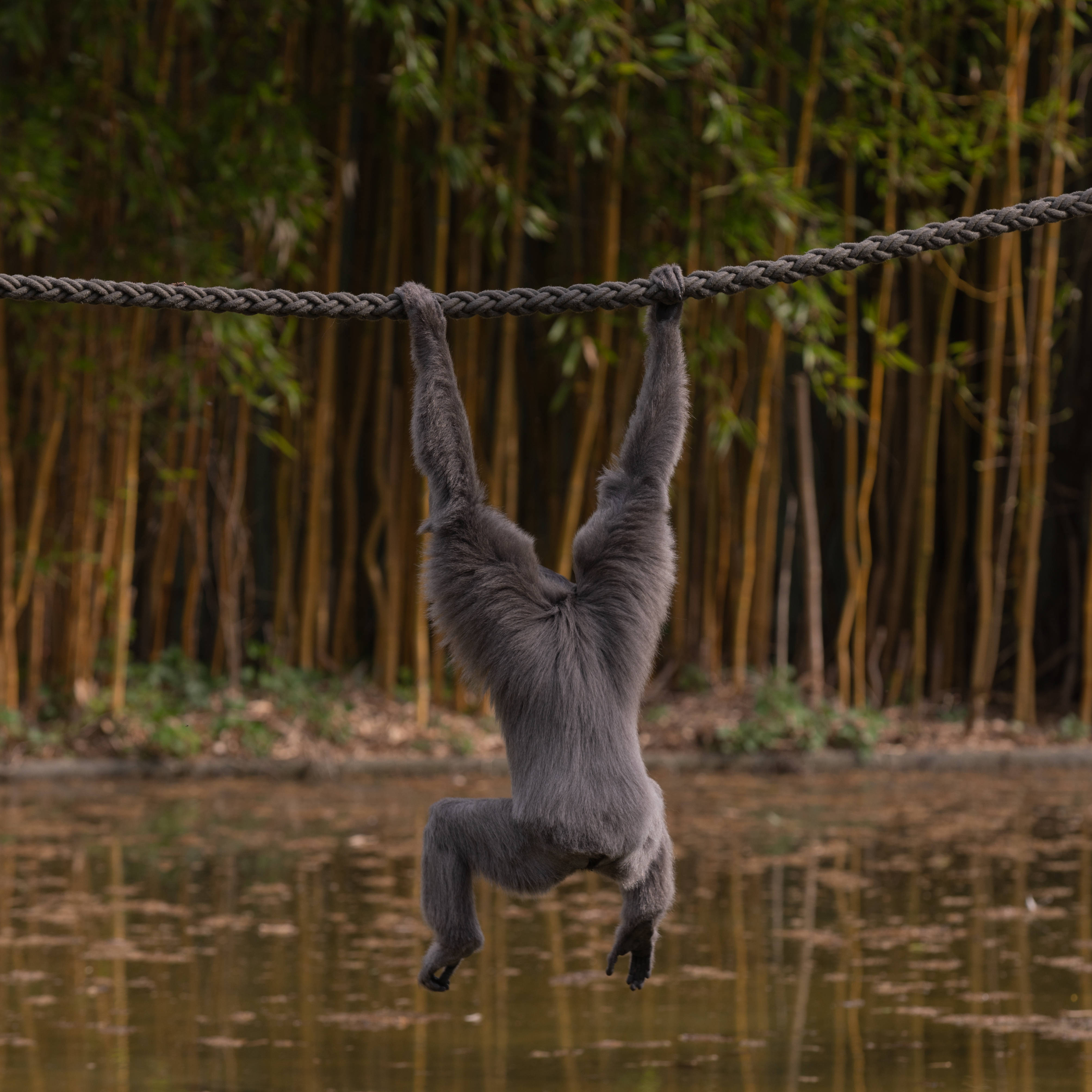 Gibbon 桌布 壁紙 — 一隻灰色長臂猿倒掛在粗繩上，下方是平靜的池塘，背景是竹林。