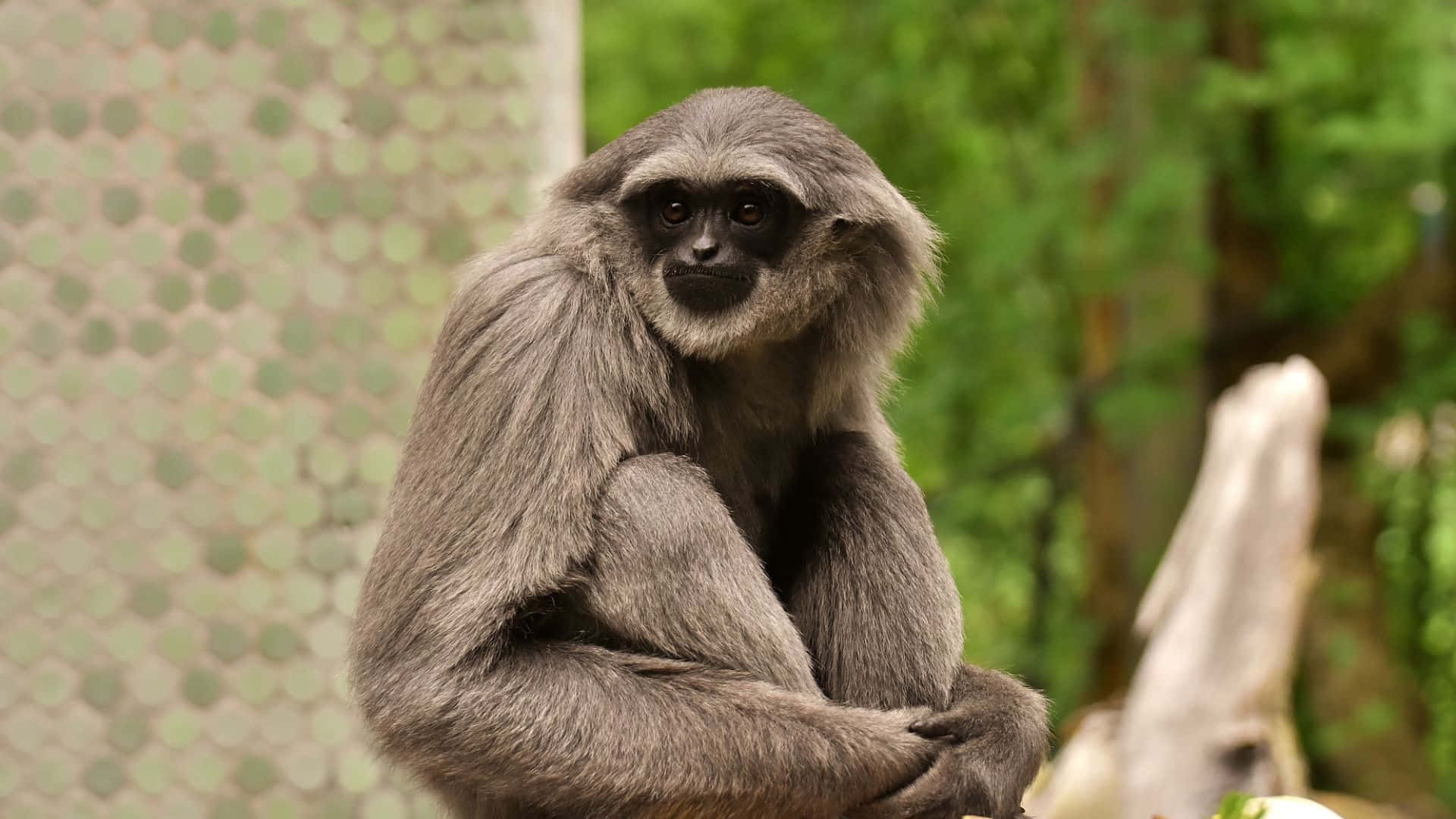 1920x1080 Gibbon 桌布 壁紙 — 一隻灰色長臂猿冷靜地坐著，雙臂交叉，背景是模糊的綠色樹葉和六角形網格。
