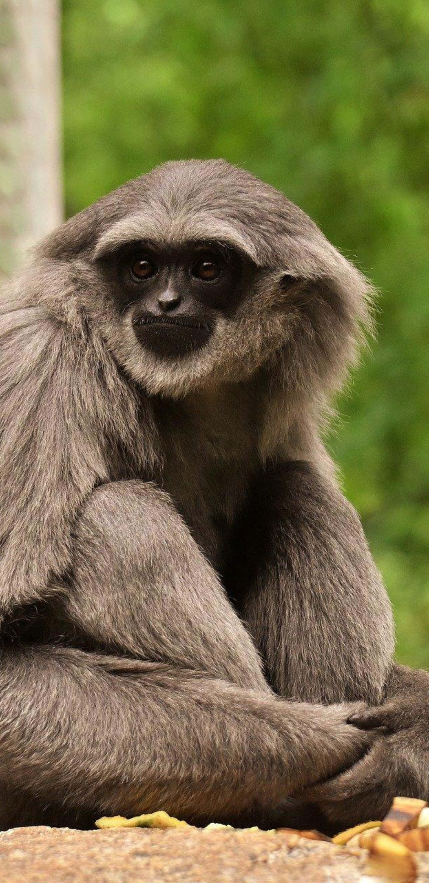 Pixel 3xl Gibbon 桌布 壁紙 — 一隻灰色長臂猿的近距離特寫，眼睛深色，毛髮濃密，平靜地坐在被綠色樹葉環繞的石頭上。
