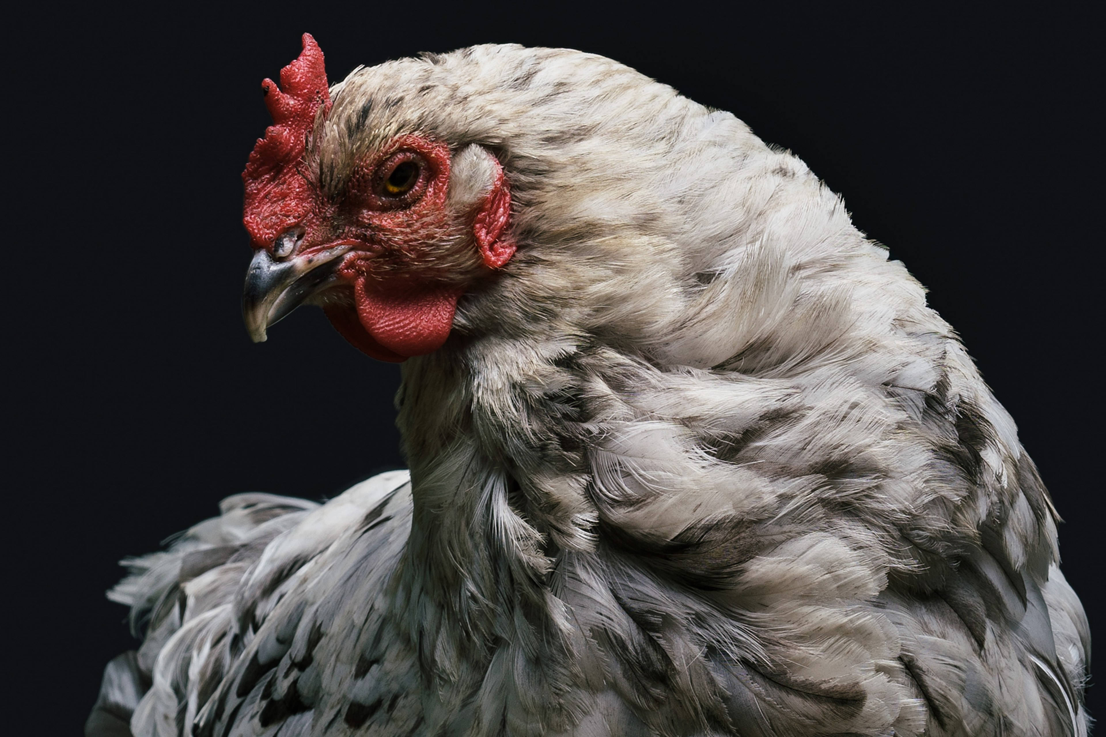Chicken 桌布 壁紙 — 一隻灰色雞的特寫，有紅色雞冠和肉垂，背景是黑色。