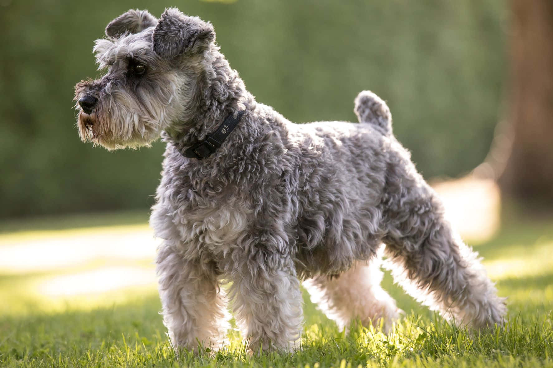 Schnauzer 桌布 壁紙 — 一隻灰色雪納瑞在陽光照耀的草地上警覺地站立，背景是模糊的綠色。