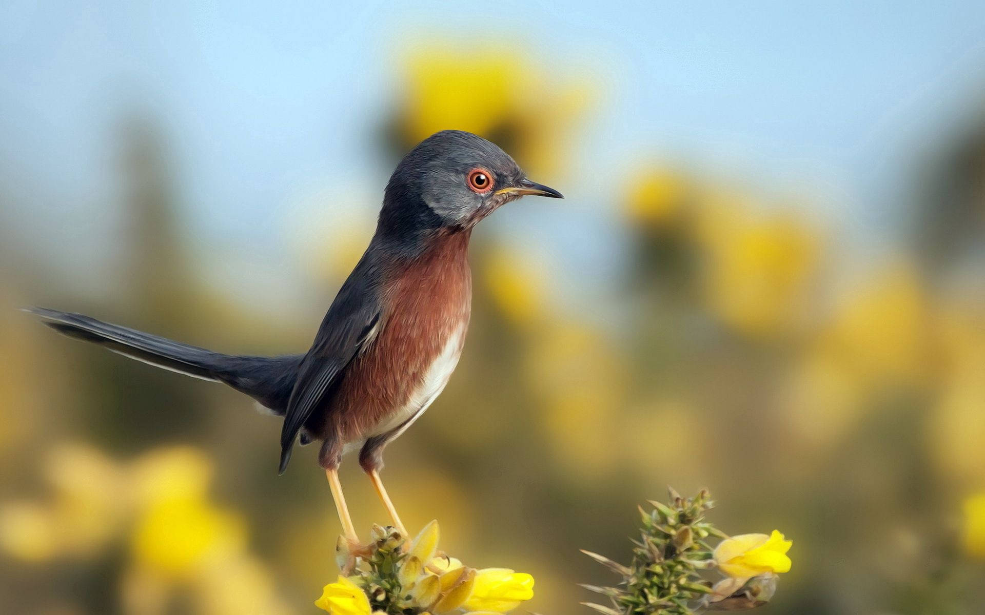 birds 桌布 壁紙 — 一隻灰色頭部及紅褐色胸部的小鳥棲息在黃色花朵上，背景是柔和的藍天。