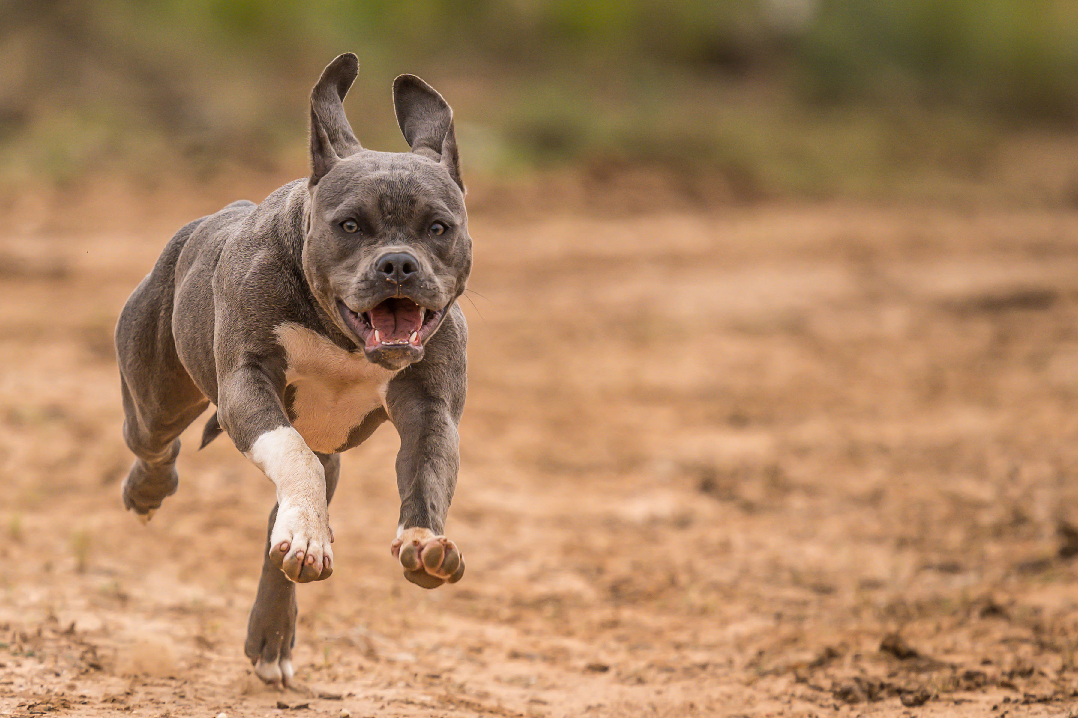 Pitbull 桌布 壁紙 — 一隻灰色鬥牛犬，白色爪子，在陽光照耀的泥地上歡快地跳躍，背景是模糊的綠色植物。