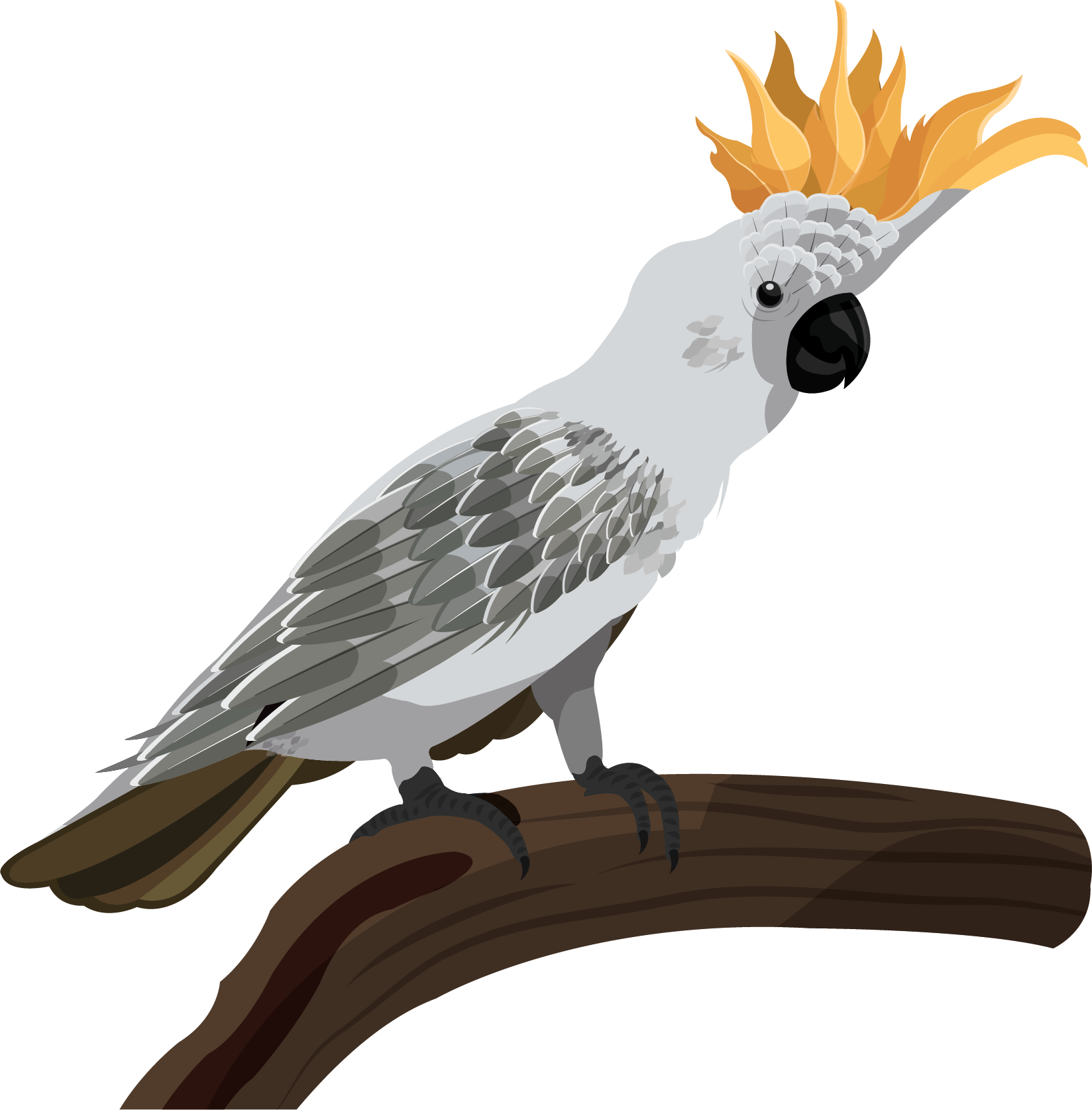 cockatoo 桌布 壁紙 — 一隻灰色鳳頭鸚鵡，帶有亮橙色冠羽，警覺地棲息在深棕色樹枝上。