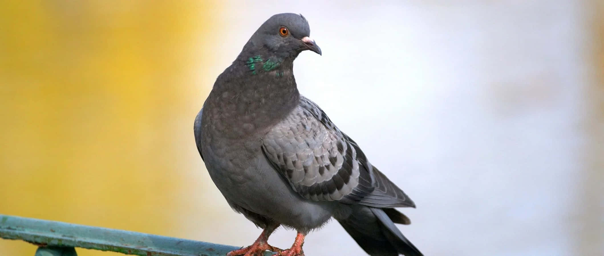 pigeon 桌布 壁紙 — 一隻灰色鴿子，頸部帶有虹彩綠色羽毛，平靜地棲息在綠色欄杆上，背景是柔和的黃色和白色模糊效果。