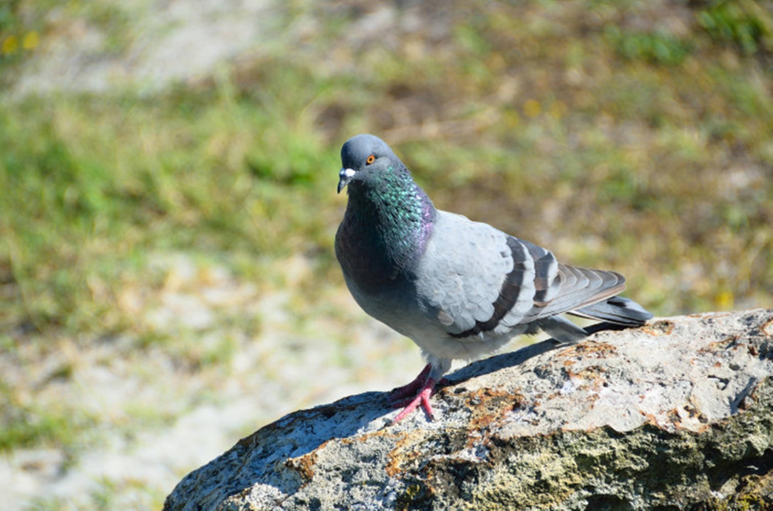 Dove 桌布 壁紙 — 一隻灰色鴿子，頸部羽毛帶有虹彩光澤，警覺地棲息在陽光照射的長滿苔蘚的石頭上，背景是模糊的草地。