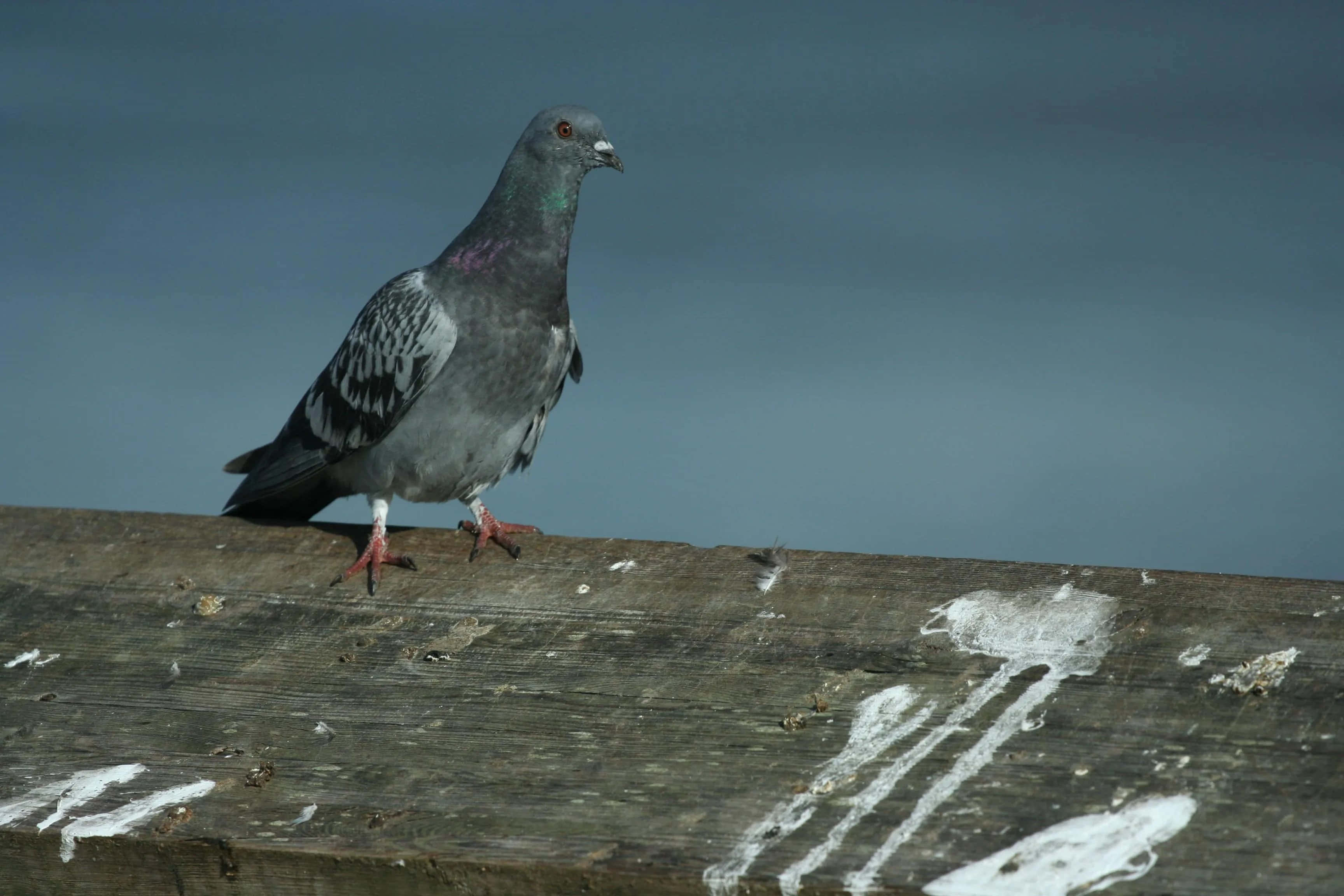 pigeon 桌布 壁紙 — 一隻灰色鴿子，頸部羽毛帶有虹彩光澤，警覺地棲息在風化的木樑上，背景是柔和的藍天。