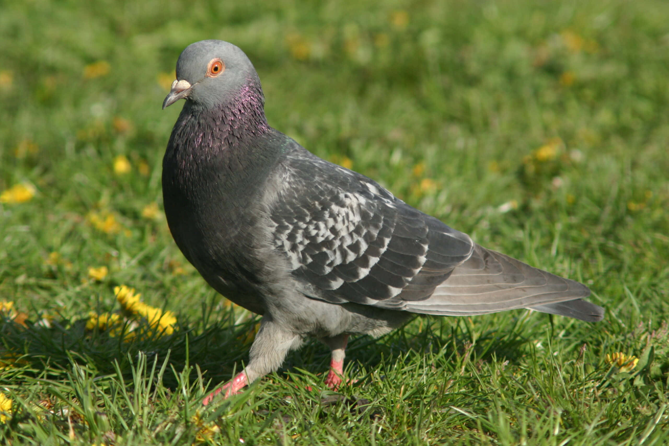 pigeon 桌布 壁紙 — 一隻灰色鴿子帶有彩虹色頸羽，警覺地站在點綴著黃色蒲公英的鮮綠色草地上。