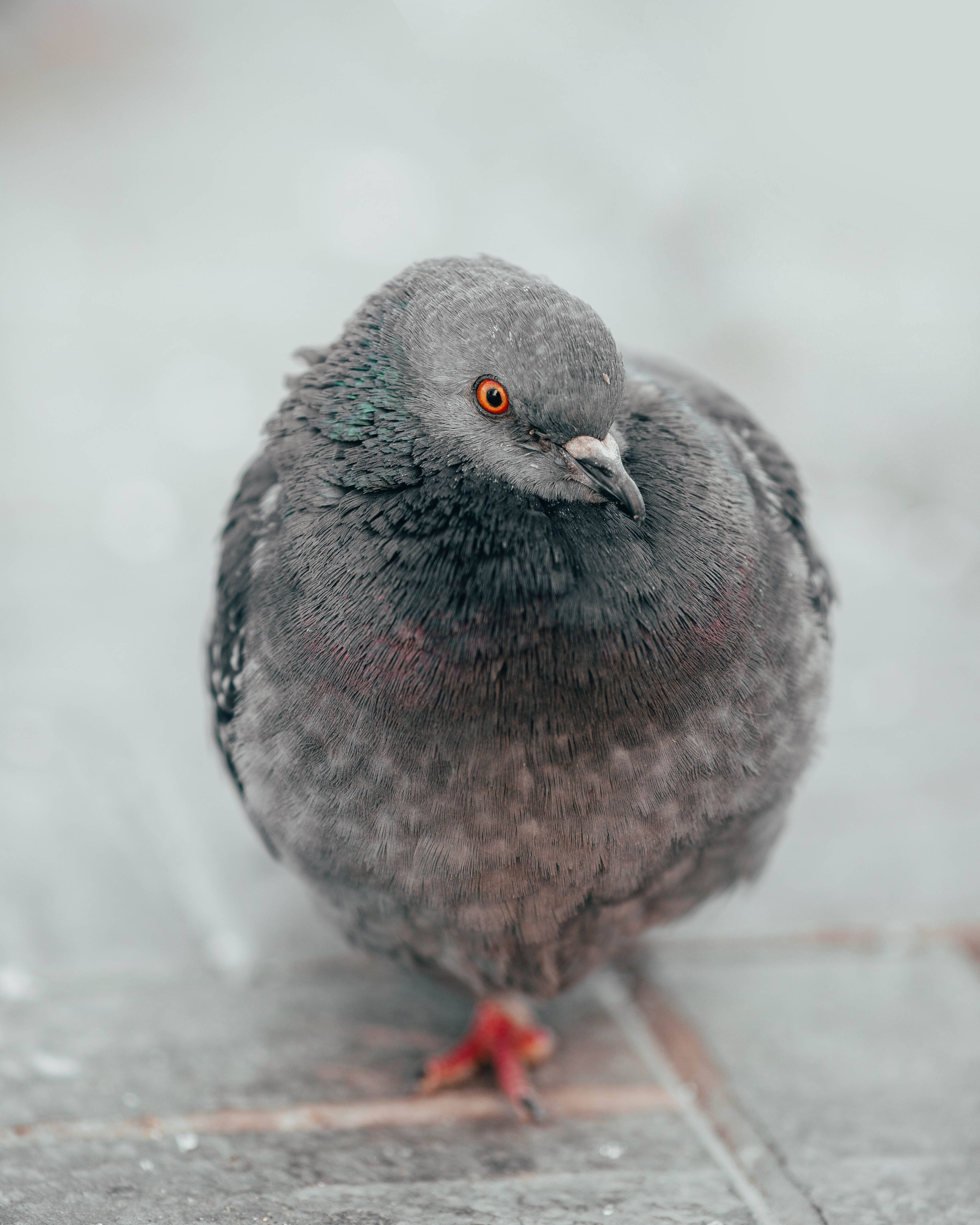 鳥 桌布 壁紙 — 一隻灰色鴿子有明亮橙色眼睛，站在潮濕的人行道磚上的特寫。