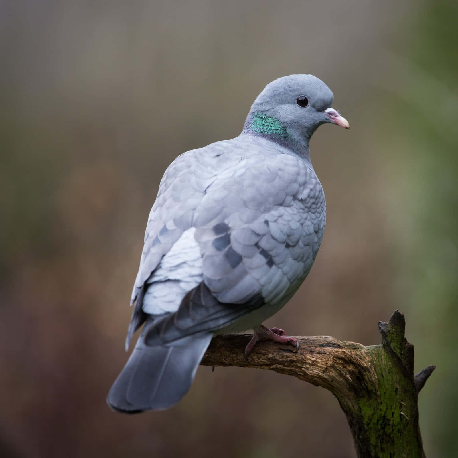Dove 桌布 壁紙 — 一隻灰色鴿子棲息在長滿苔蘚的樹枝上，背景柔和模糊的自然特寫。