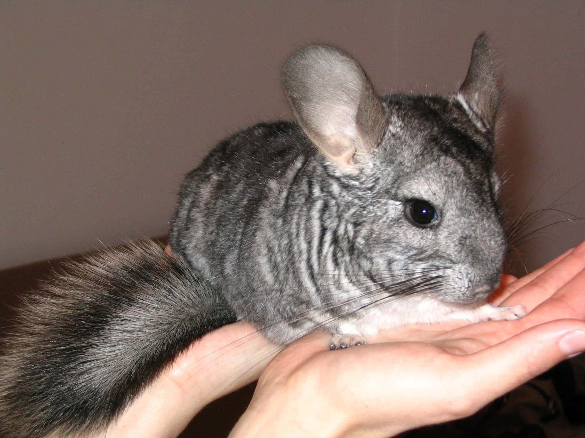 chinchilla 桌布 壁紙 — 一隻灰色龍貓，有大耳朵和柔軟的毛髮，在一個人的捧手中對著素色牆壁靜靜休息。