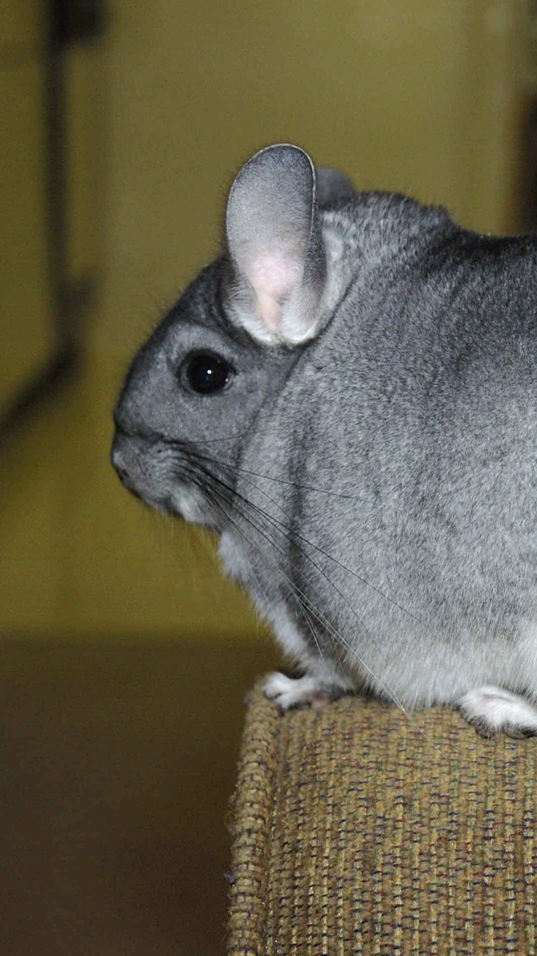 chinchilla 桌布 壁紙 — 一隻灰色龍貓棲息在質感布料表面上的特寫，光線柔和。