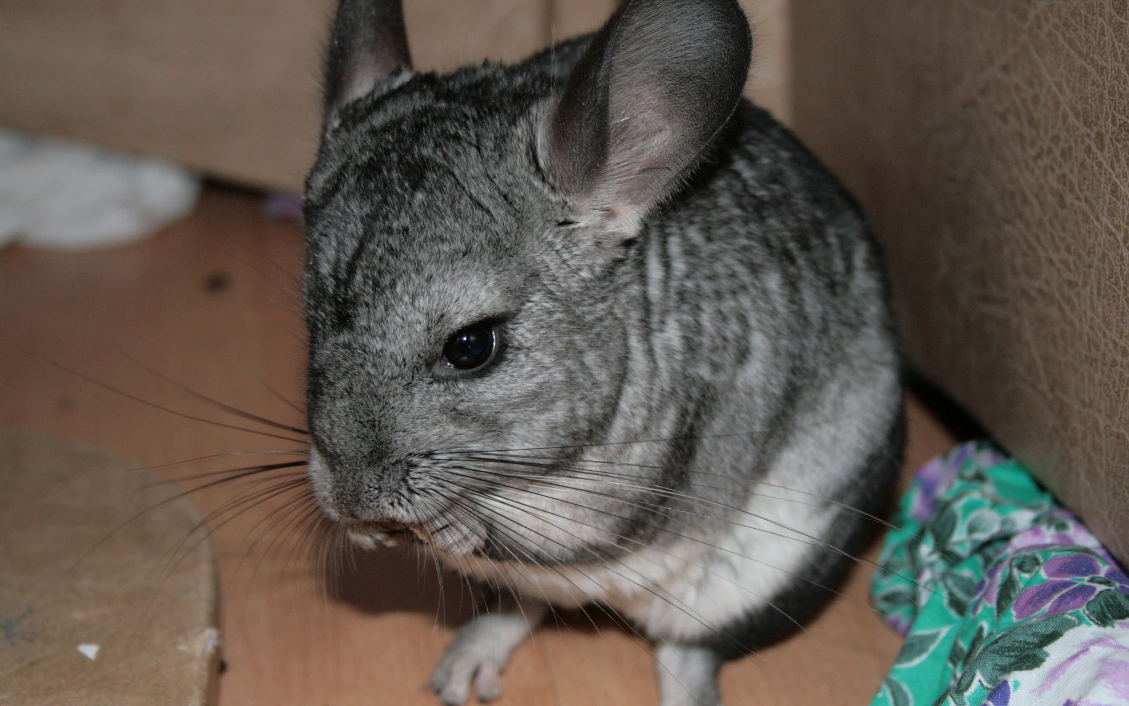 chinchilla 桌布 壁紙 — 一隻灰色龍貓的特寫，有大耳朵和長鬍鬚，坐在木地板靠近布料處。