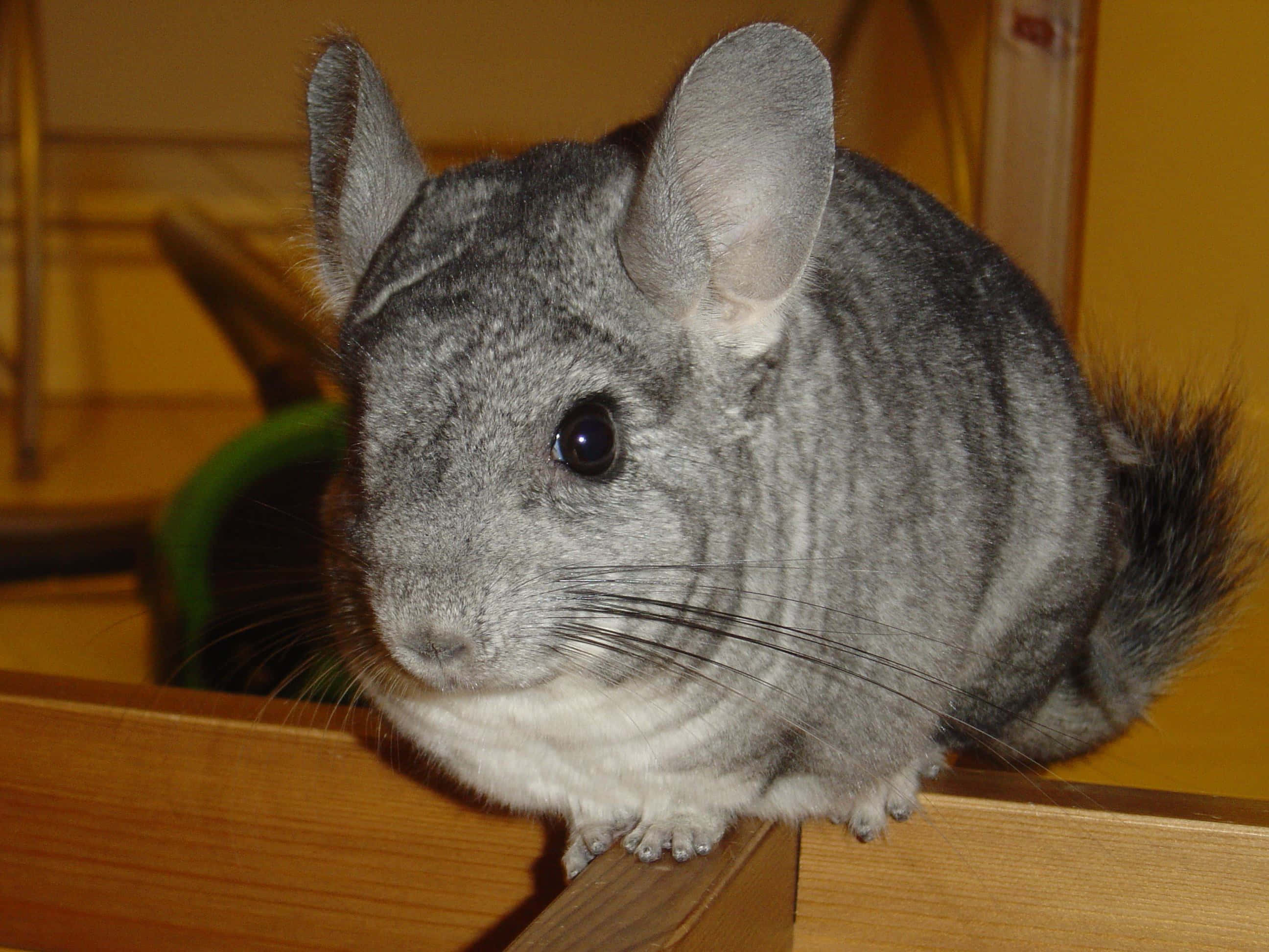 chinchilla 桌布 壁紙 — 一隻灰色龍貓的近距離特寫，棲息在木質表面上，毛髮柔軟，耳朵大。