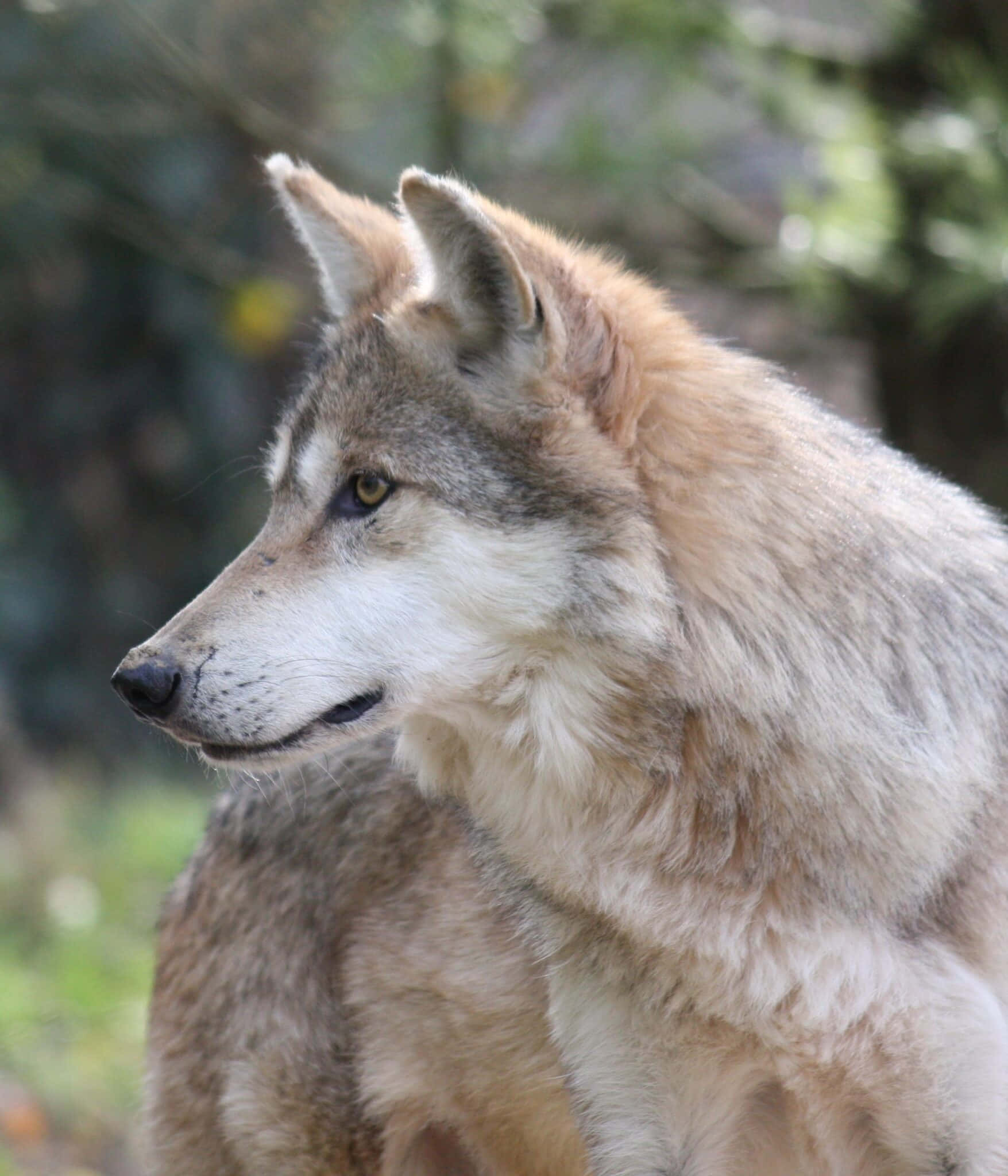 Mexican Wolf 桌布 壁紙 — 一隻灰褐色厚毛狼的特寫，在模糊的森林背景下凝視著。