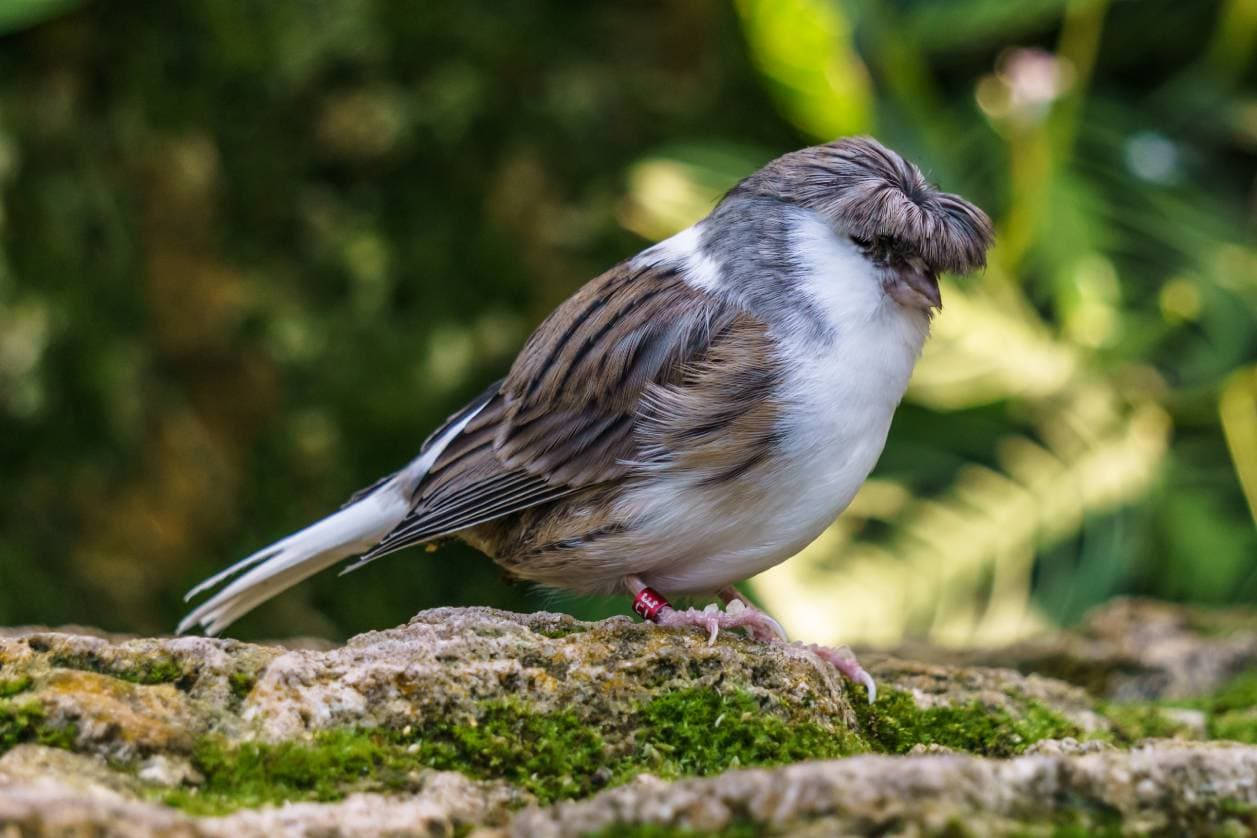 鳥 桌布 壁紙 — 一隻灰褐色和白色羽毛的小鳥棲息在長滿苔蘚的石頭上，背景是模糊的綠色。