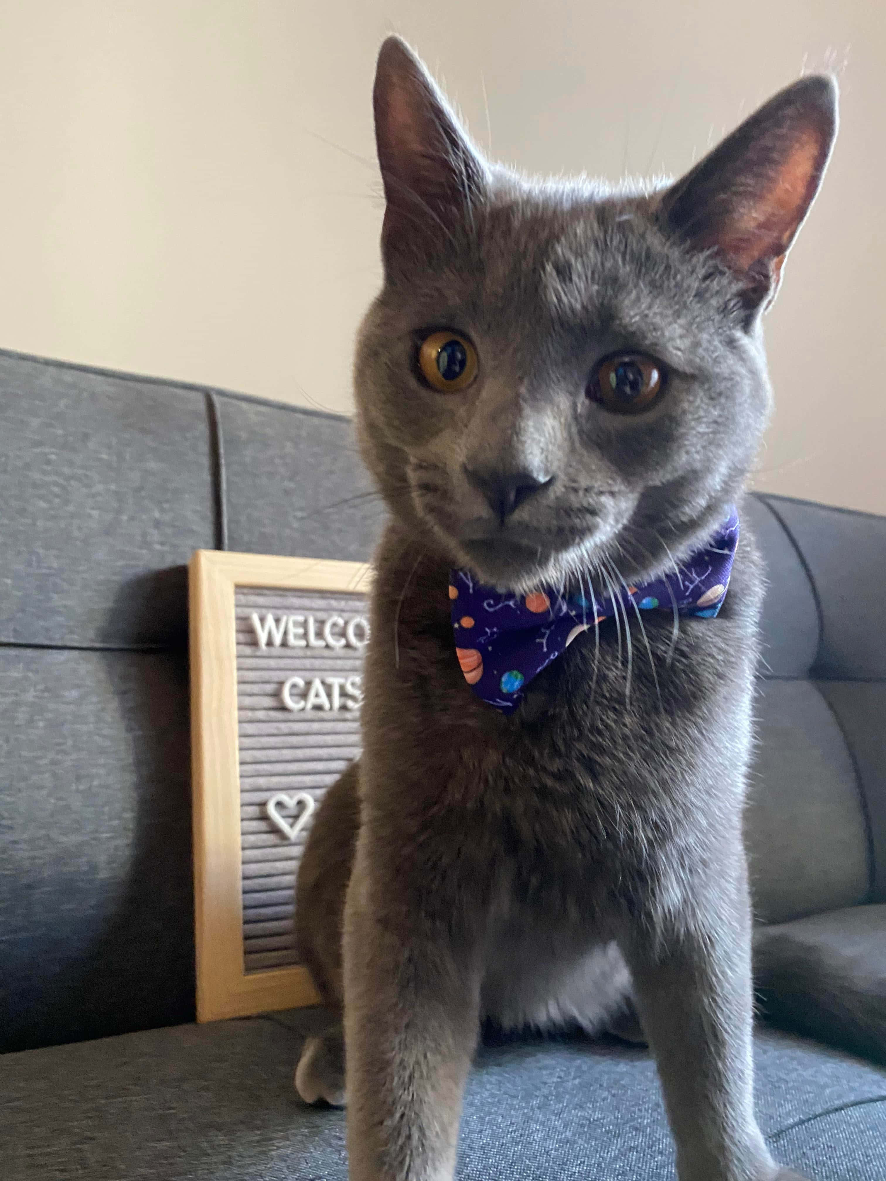 Russian Blue Cat 桌布 壁紙 — 一隻灰貓，琥珀色眼睛，戴著宇宙圖案頭巾，警覺地坐在灰色沙發上，旁邊有一個「WELCOME CATS」標誌。