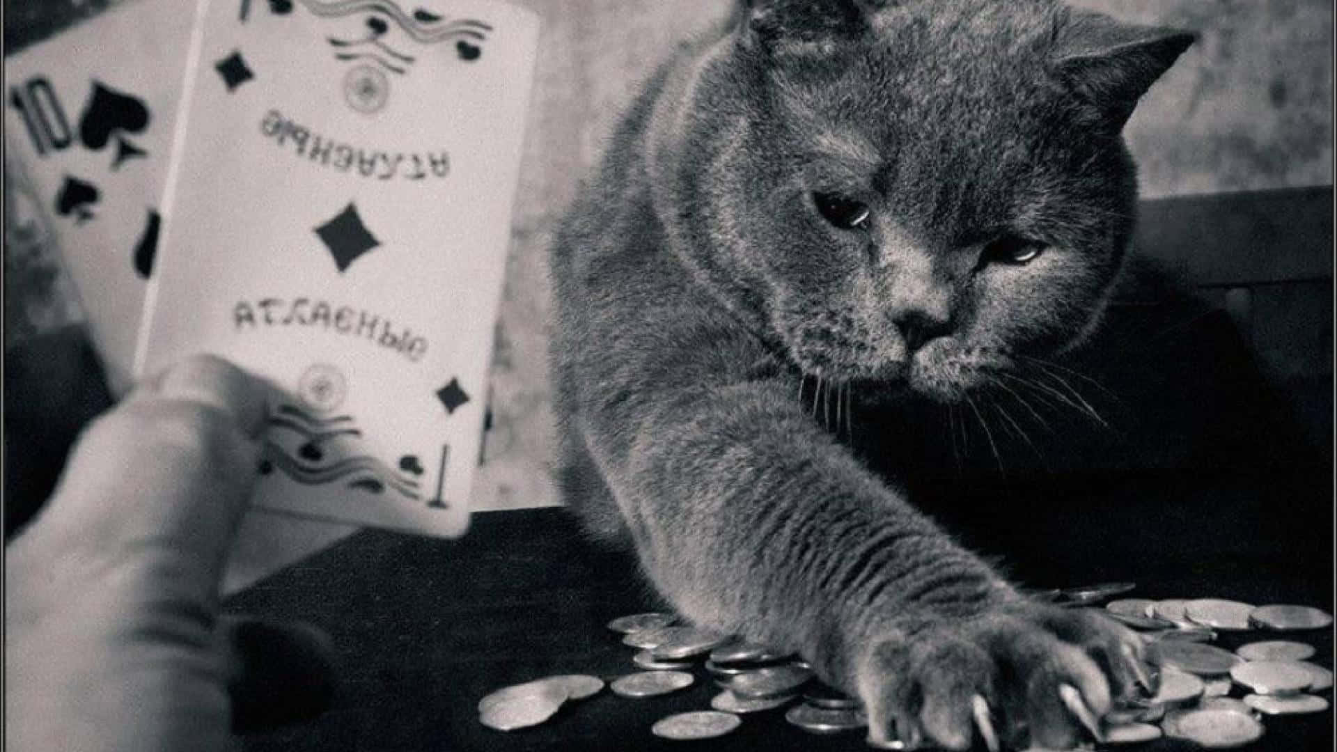 Poker 桌布 壁紙 — 一隻灰貓專注地用爪子撥弄散落的硬幣，同時一隻手拿著撲克牌，營造出陰鬱的黑白場景。