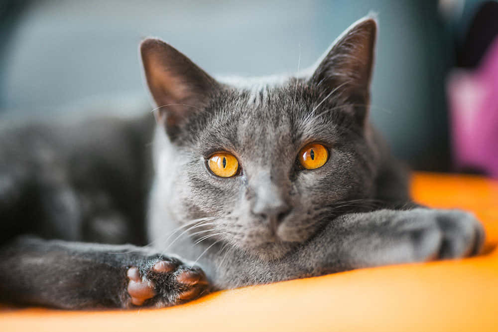 Chartreux 桌布 壁紙 — 一隻灰貓擁有引人注目的琥珀色眼睛，將爪子放在鮮豔的橙色表面上，專注地凝視著相機。