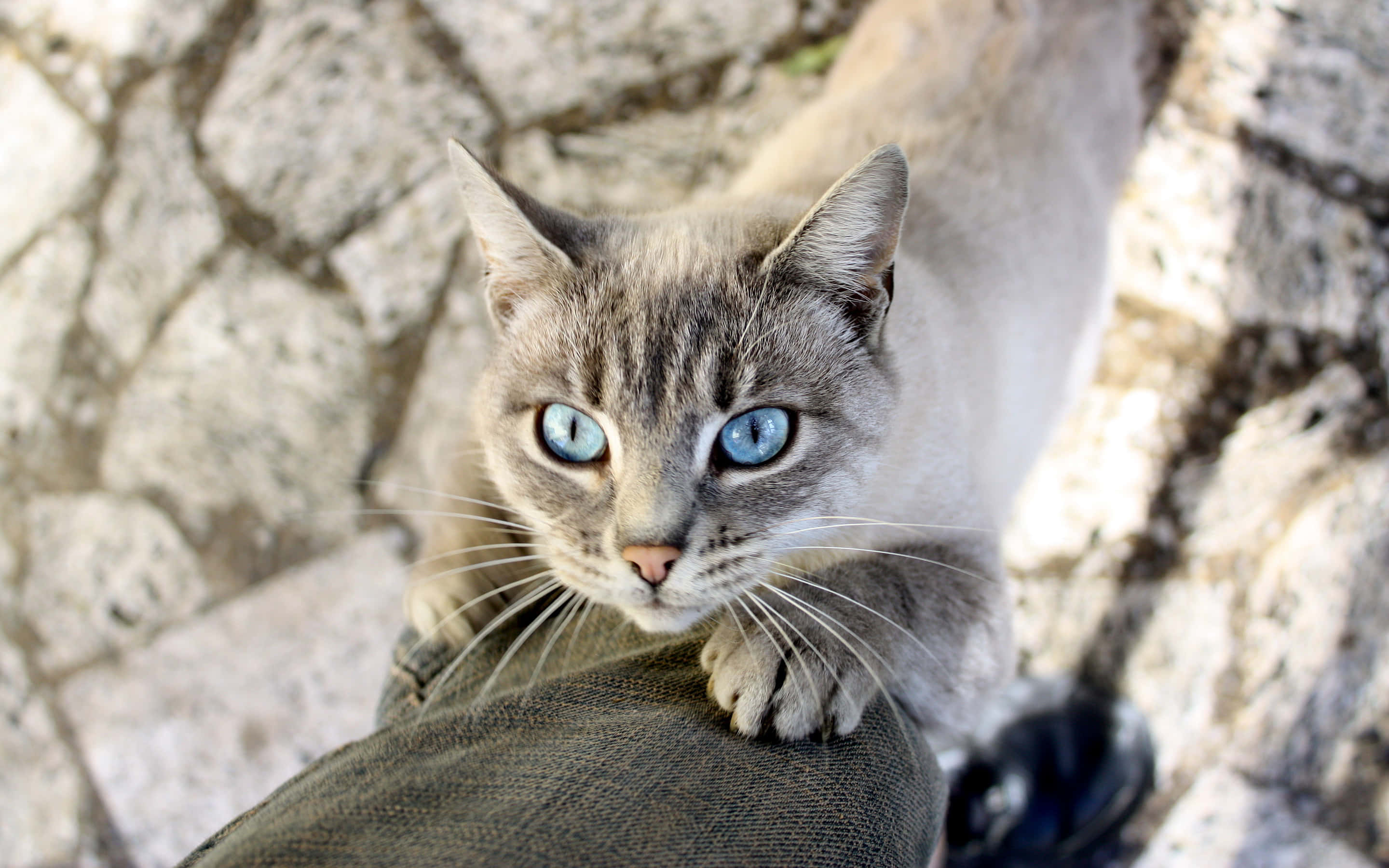 Ojos Azules Cat 桌布 壁紙 — 一隻灰貓擁有引人注目的藍眼睛，好奇地棲息在一個人的膝蓋上，背景是陽光照射的石牆。