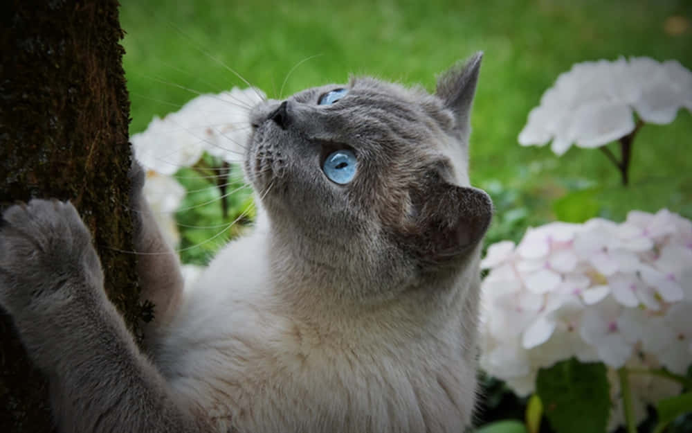 Tonkinese 桌布 壁紙 — 一隻灰貓擁有引人注目的藍眼睛，緊緊抓住被白色繡球花環繞的樹幹，身處翠綠茂盛的花園中。