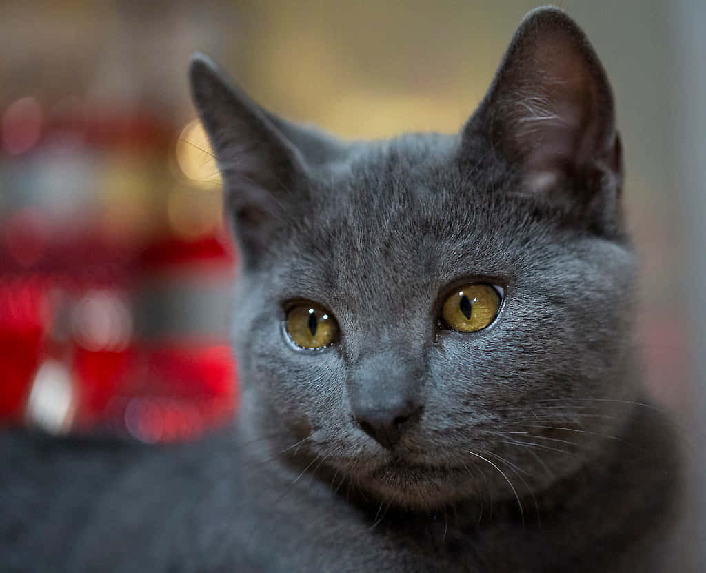 Chartreux 桌布 壁紙 — 一隻灰貓特寫，擁有引人注目的黃色眼睛，在模糊的節日背景下專注地凝視。