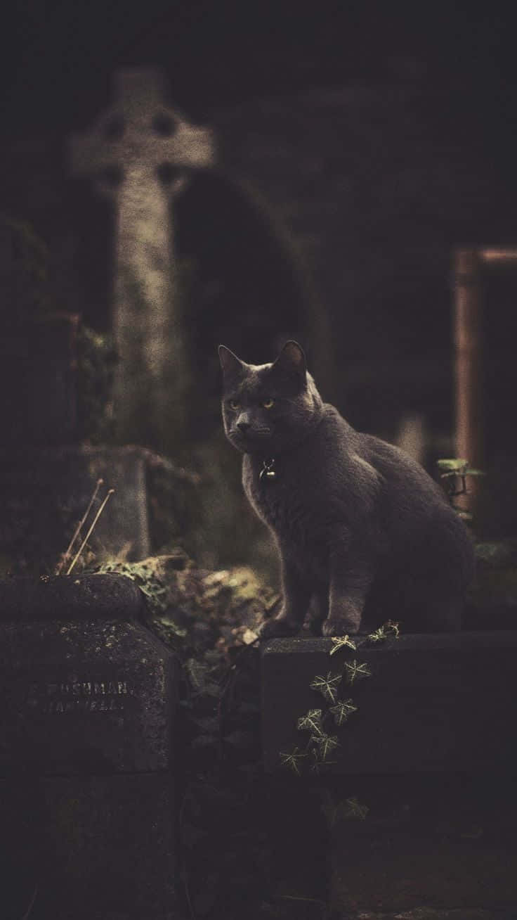動物 桌布 壁紙 — 一隻灰貓眼睛發光，在昏暗月光下莊嚴地棲息在霧氣瀰漫的墓園中的墓碑上。