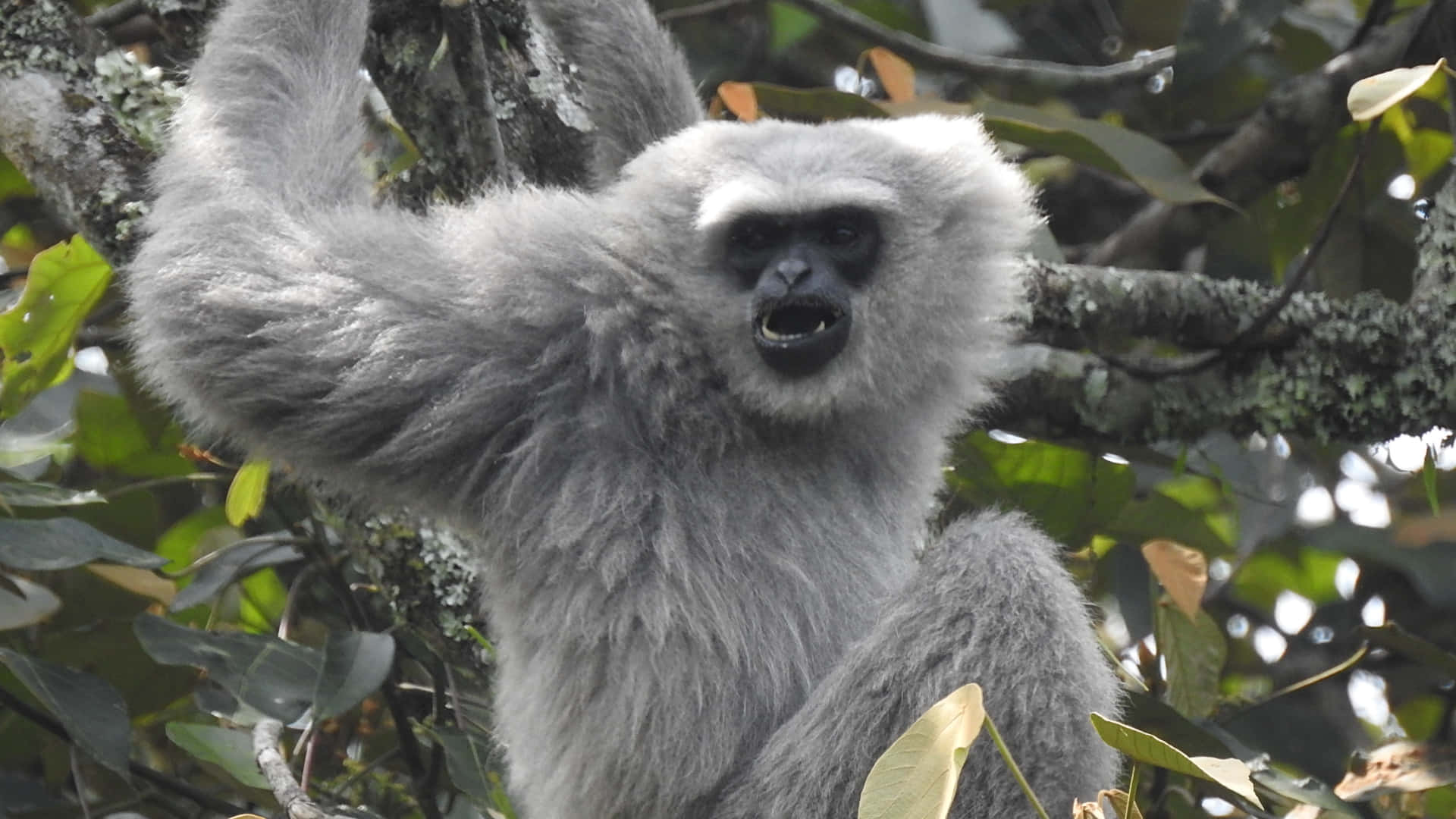 HD Gibbon 桌布 壁紙 — 一隻灰長臂猿，黑色臉龐，懸掛在樹枝上，周圍是茂密的綠葉，張開嘴巴發出叫聲。