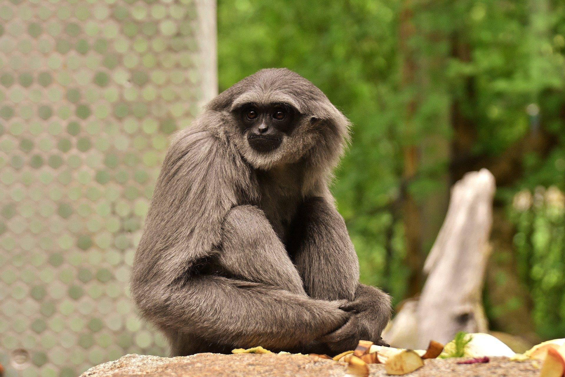 Gibbon 桌布 壁紙 — 一隻灰長臂猿平靜地坐在一塊被茂密綠葉和散落水果環繞的石頭上。